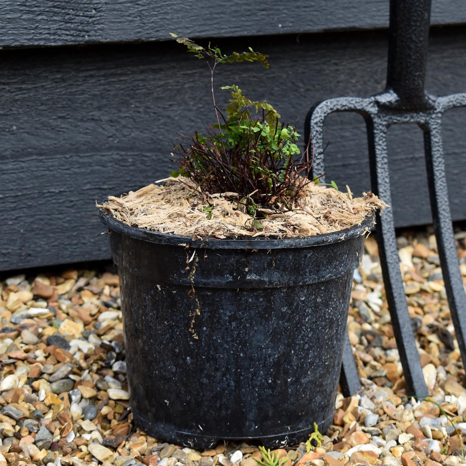 Adiantum aleuticum 'Imbricatum' - Fern - Perennial - 2lt