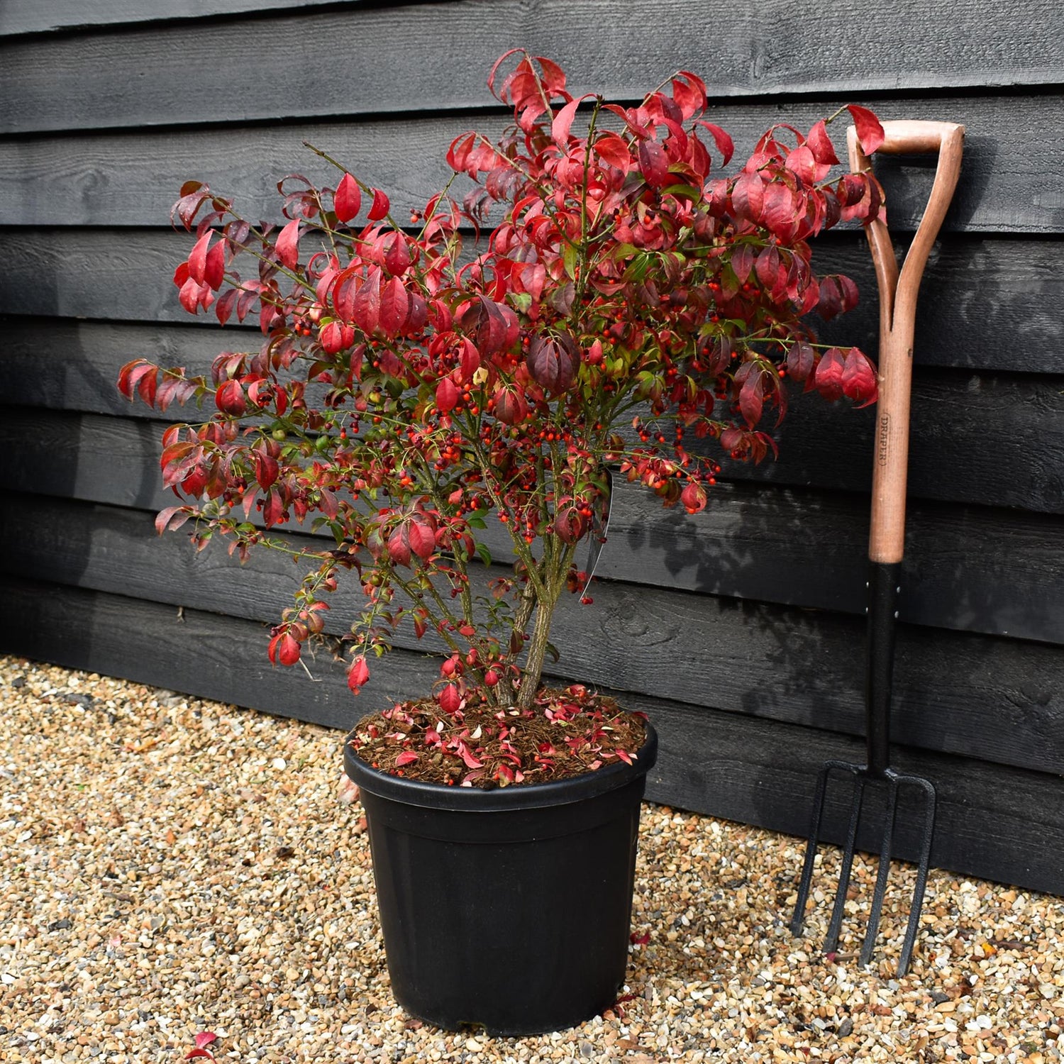 Euonymus alatus Compactus - Height 60-80cm - Bushy - 20lt