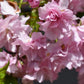 Prunus 'Kiku-shidare-zakura' | Japanese Weeping Cherry - Girth 10-12cm - 130-190cm - 25lt