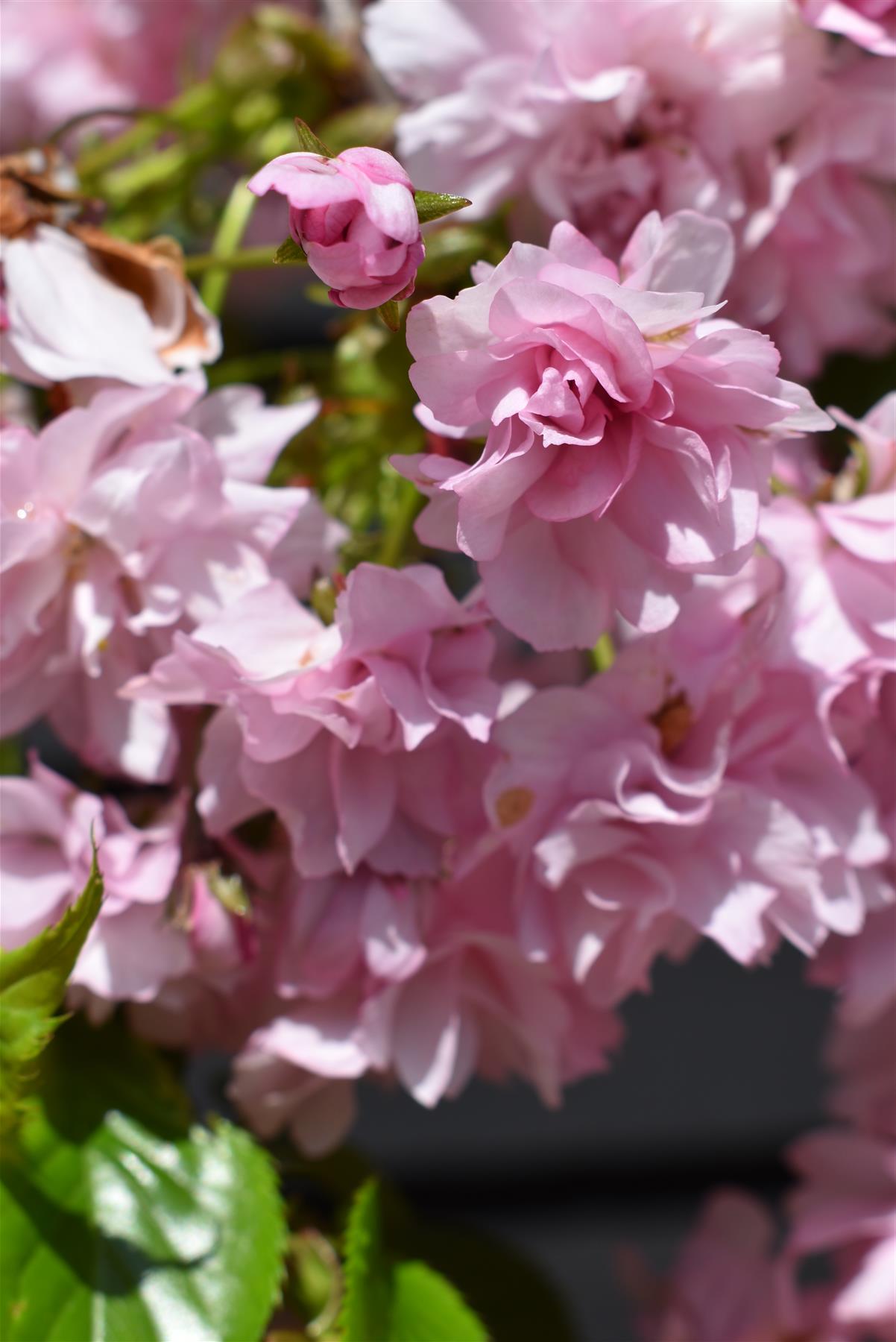 Prunus 'Kiku-shidare-zakura' | Japanese Weeping Cherry - Girth 10-12cm - 130-190cm - 25lt