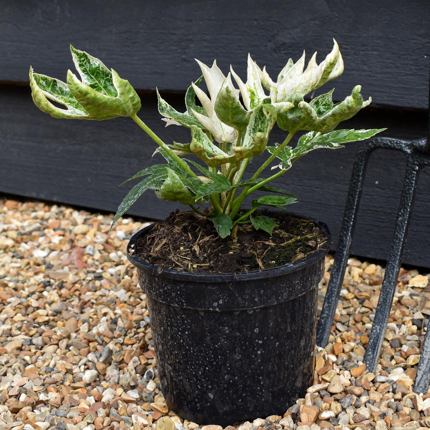 Fatsia japonica 'Spider's Web' - 35-40cm, 5lt