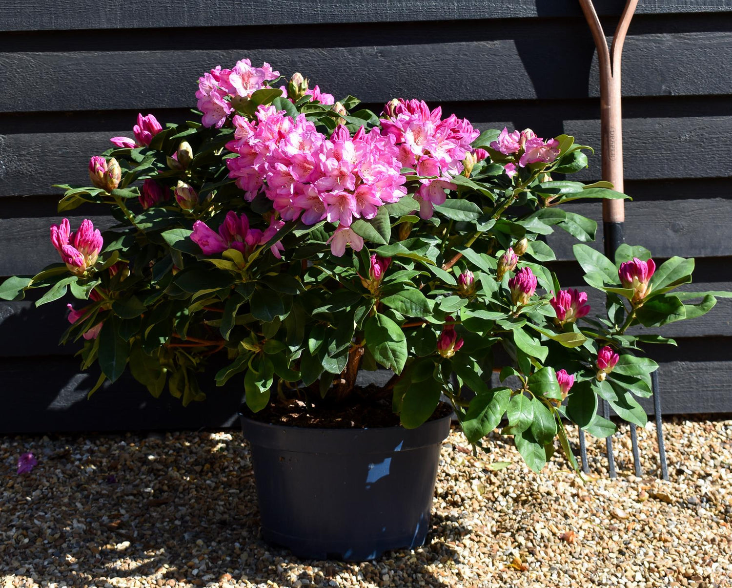 Rhododendron 'Eucharist' - Shrub - Height 50-60cm - Width 80-90cm - 15lt