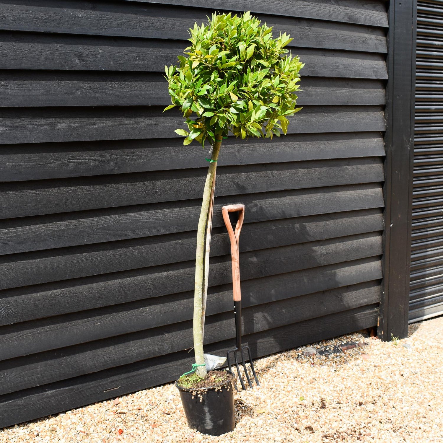 Laurus nobilis - Bay - Half Standard - Height 100-150cm - 15lt