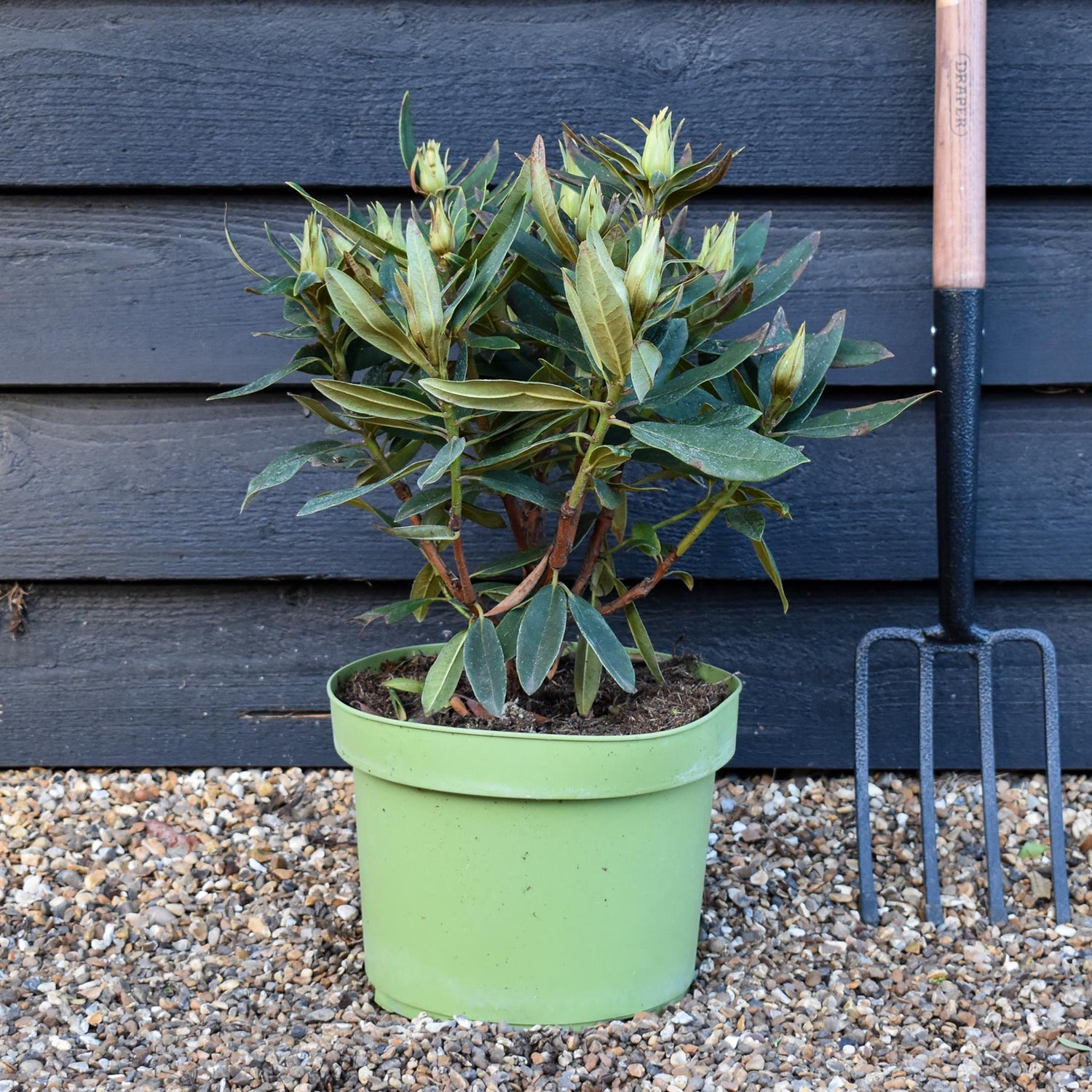 Rhododendron 'Vulcan' - Shrub - Height 50-60cm - 20lt