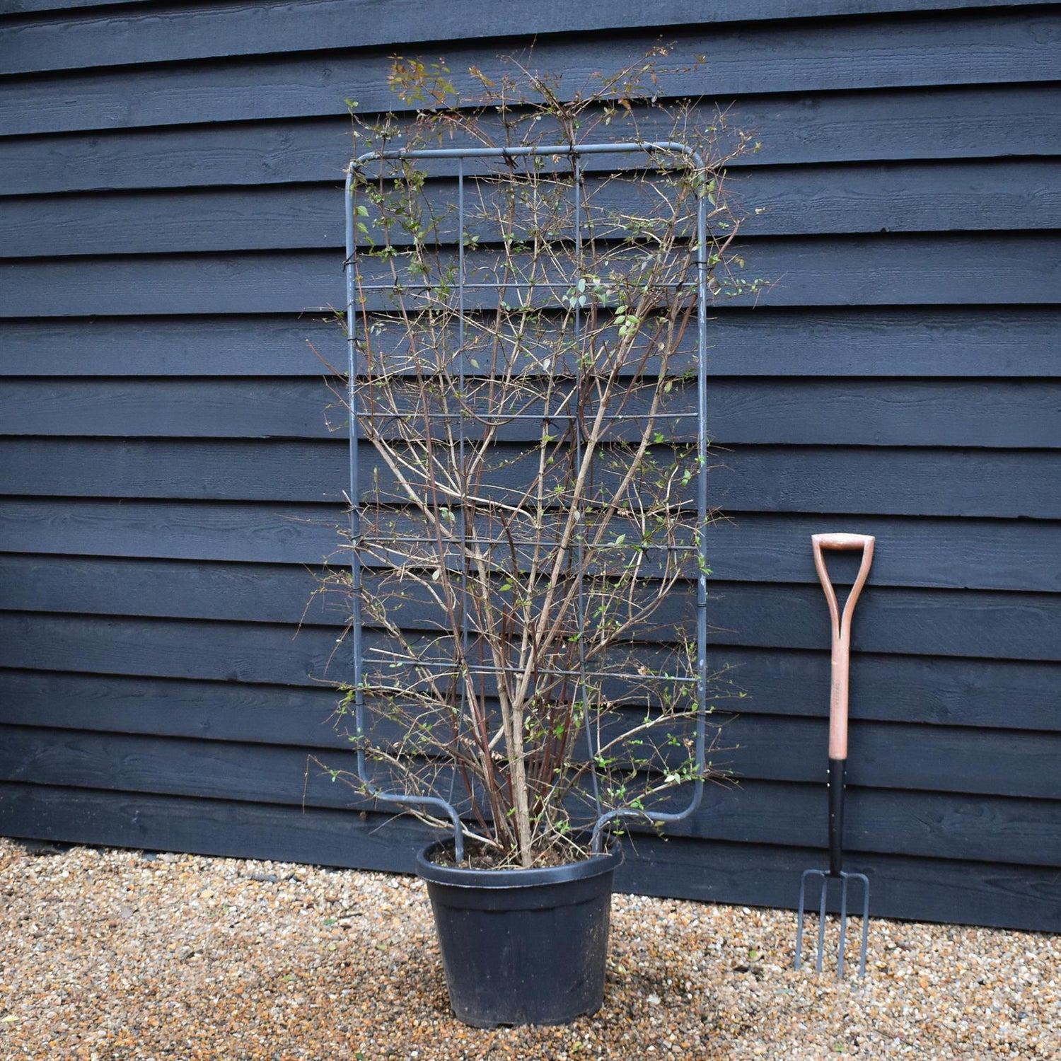 Abelia Grandiflora | Glossy Abelia - Frame 75cm x 130cm - Height 150cm - 35lt