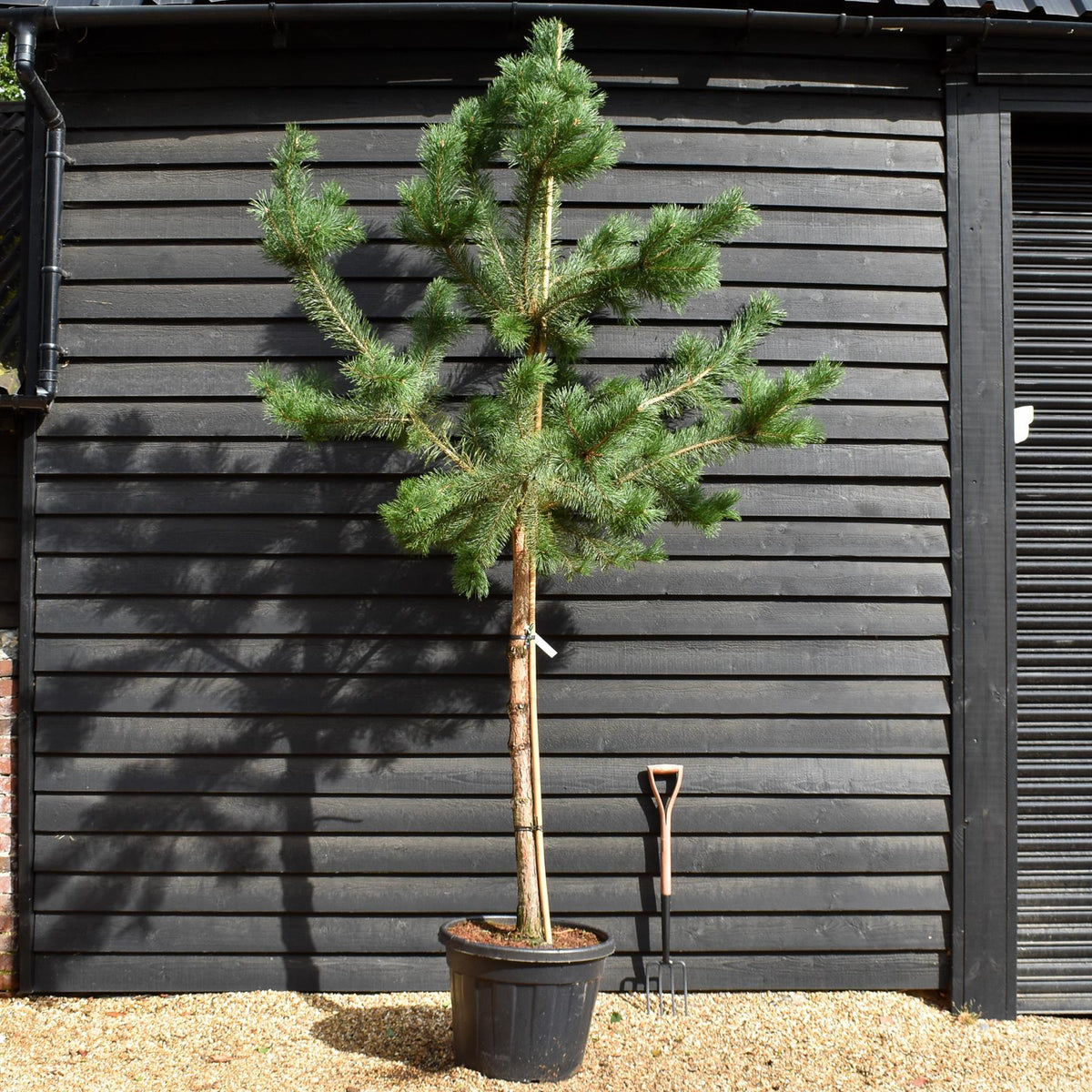 Pinus sylvestris | Scots pine - Height 300-320cm - Girth 16-18cm - 110lt