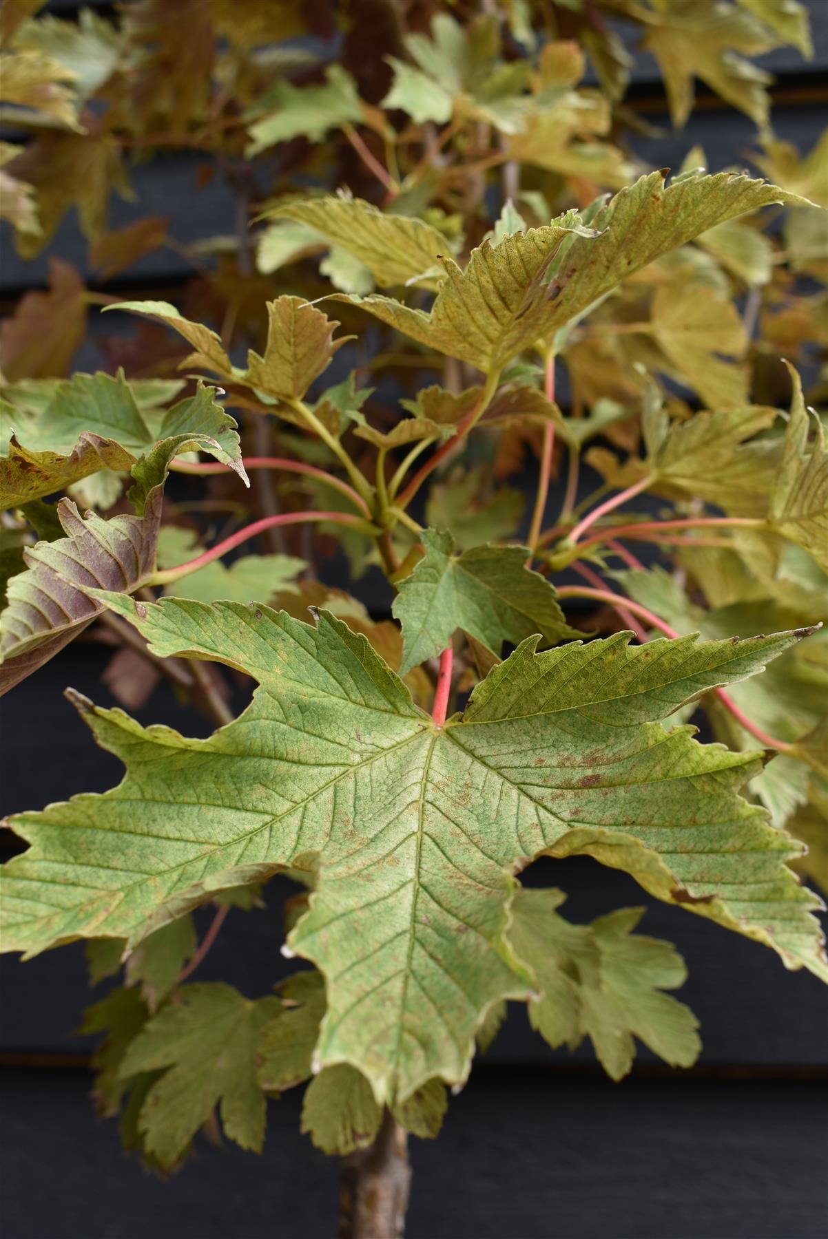 Acer pseudoplatanus 'Brilliantissimum' | Shrimp-Leaved Sycamore | Maple - Height 200-250cm - Girth 8-10cm - 20lt