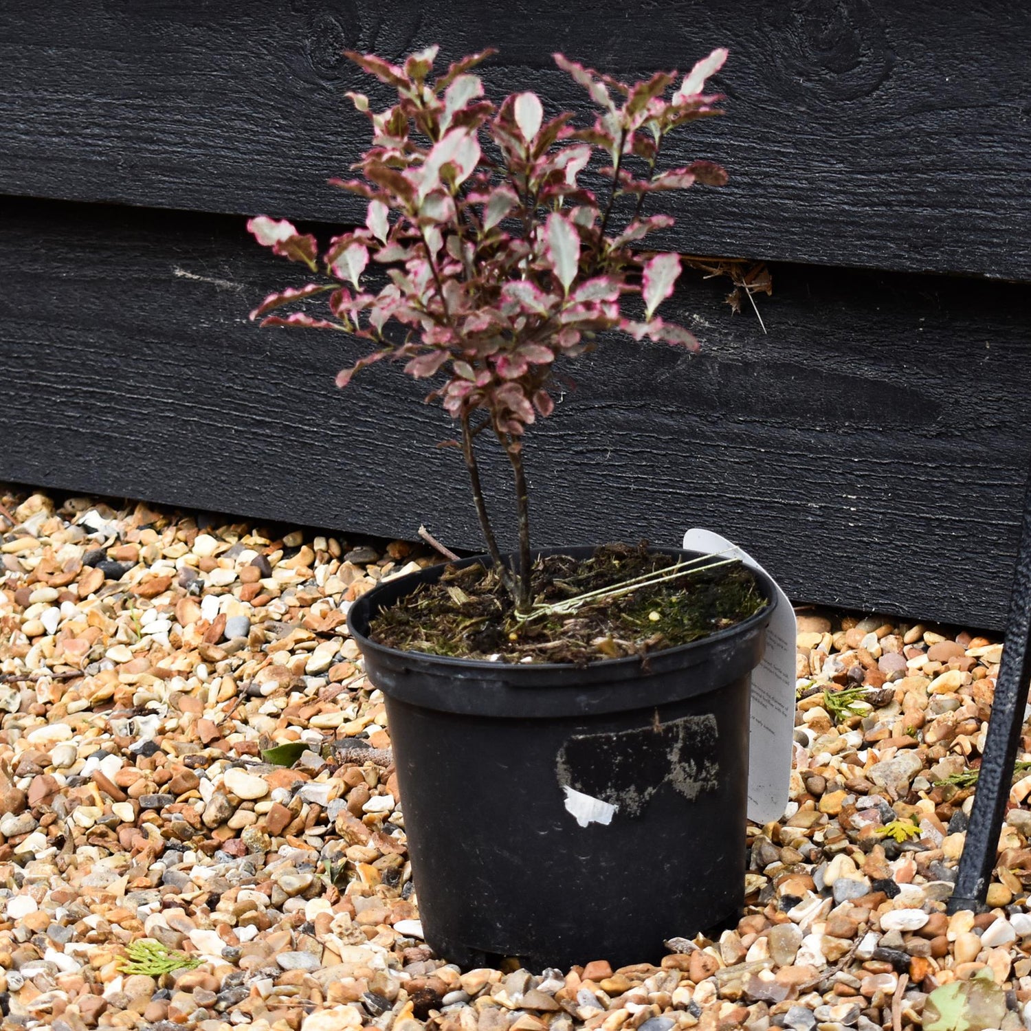 Pittosporum tenuifolium 'Elizabeth' -  Height 25-35cm - 2lt