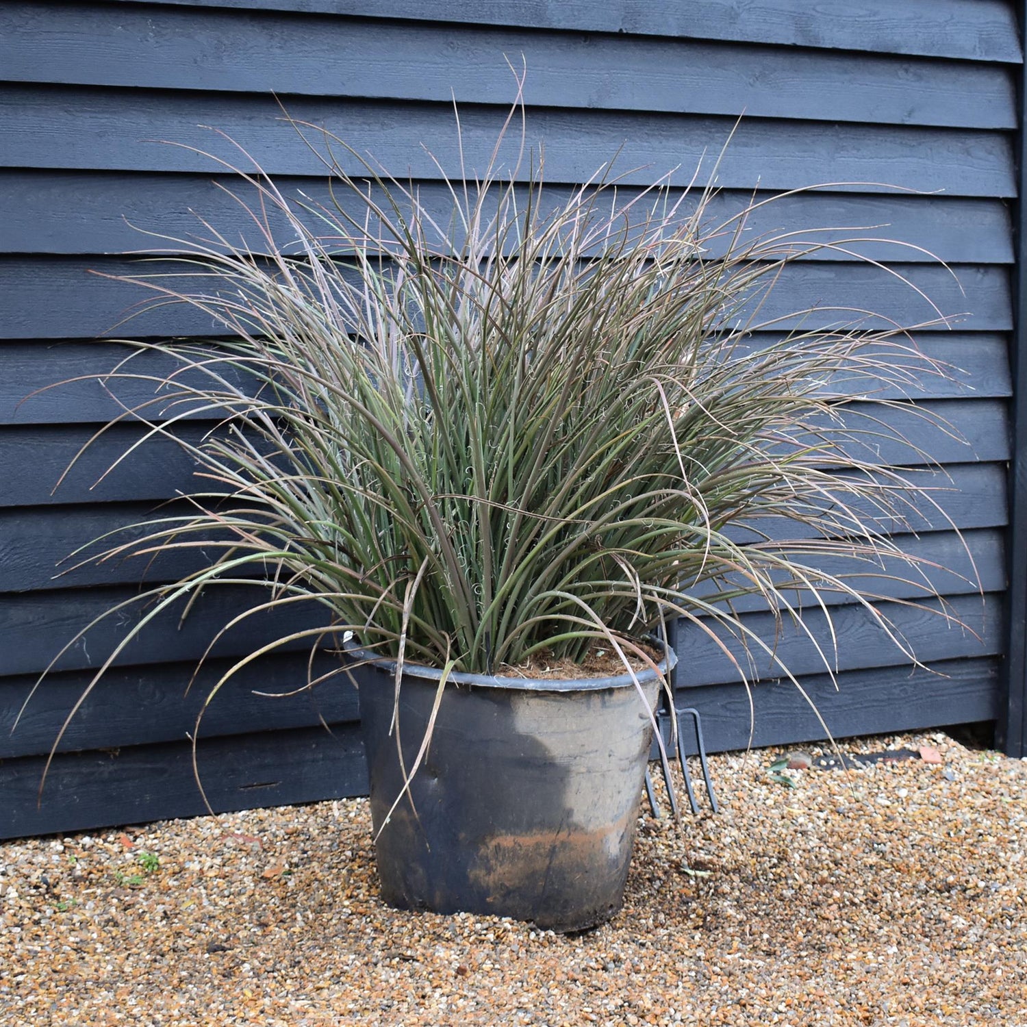 Hesperaloe parviflora | Redflower false yucca - Height 90-100cm - 70lt