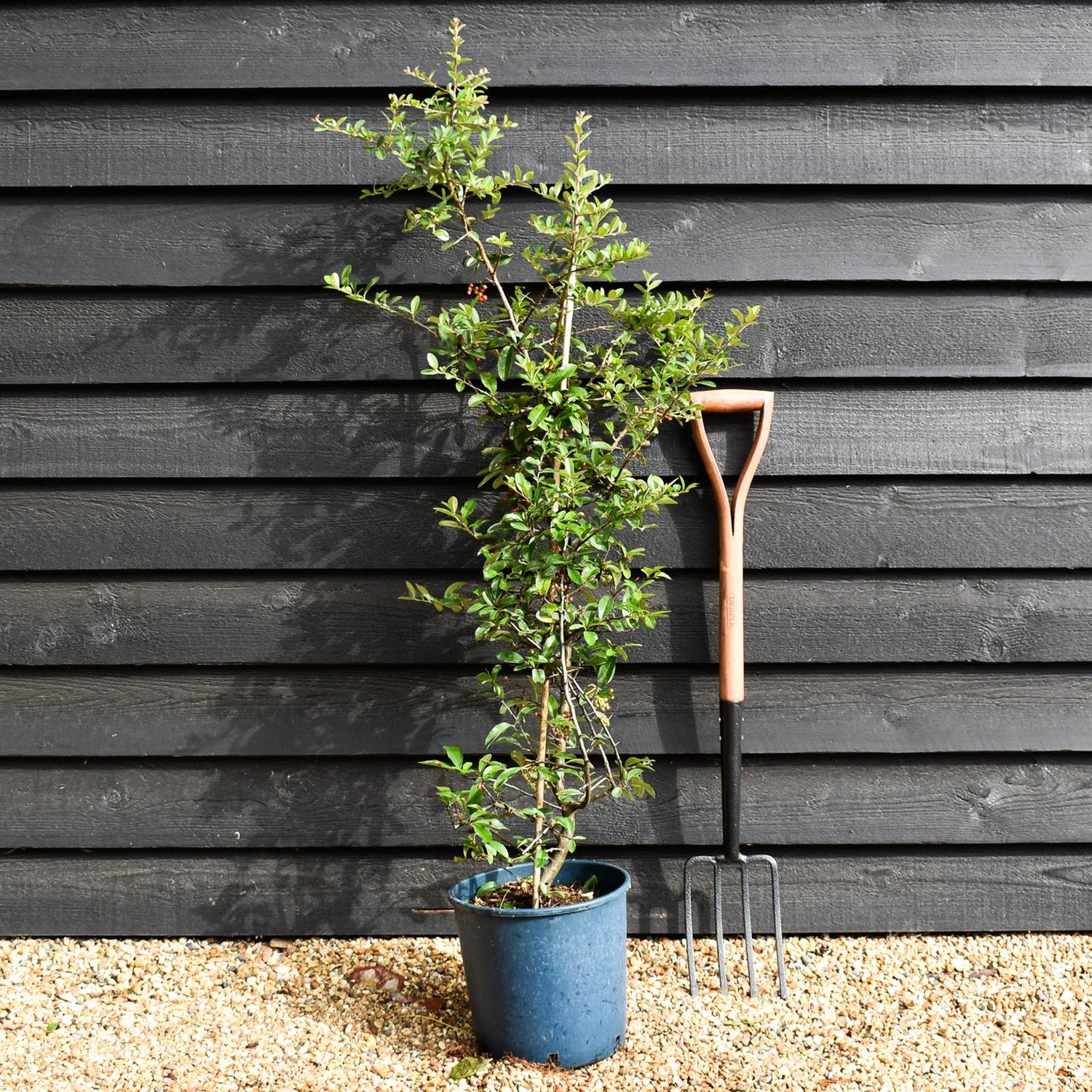 Pyracantha - Firethorn -  Shrub - 50-110cm - 12lt