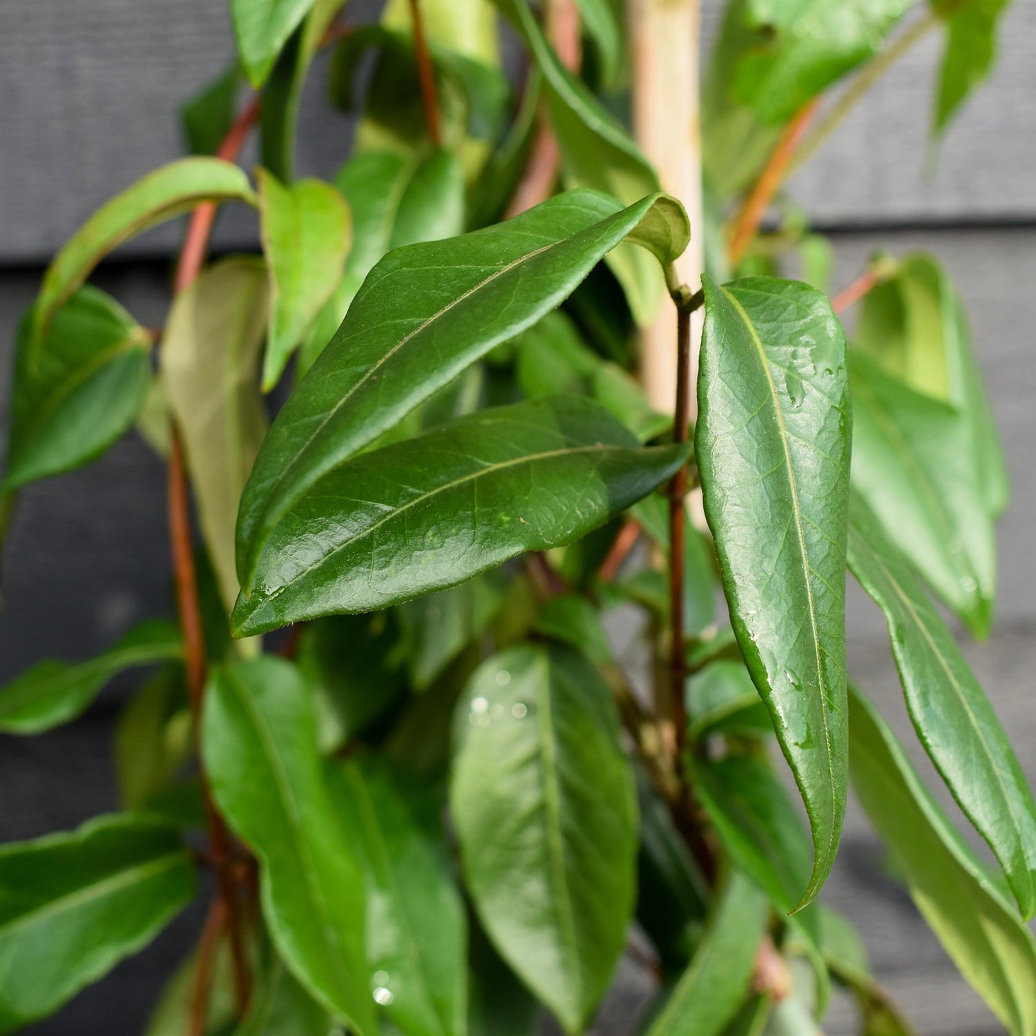 Lonicera 'Copper Beauty' - Evergreen Honeysuckle - Climber - Cane - Height 180-200cm - 9lt