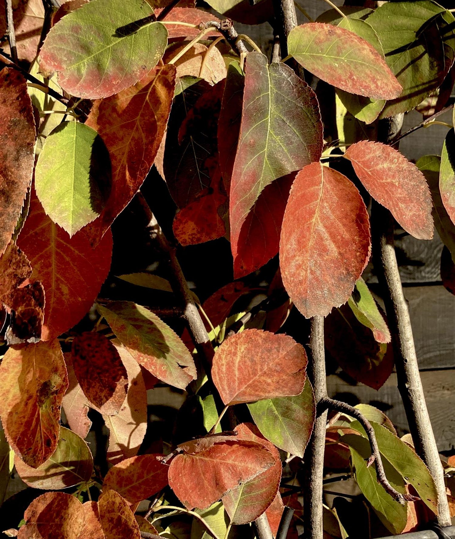 Amelanchier lamarckii | Juneberry - 55-65cm, 12lt