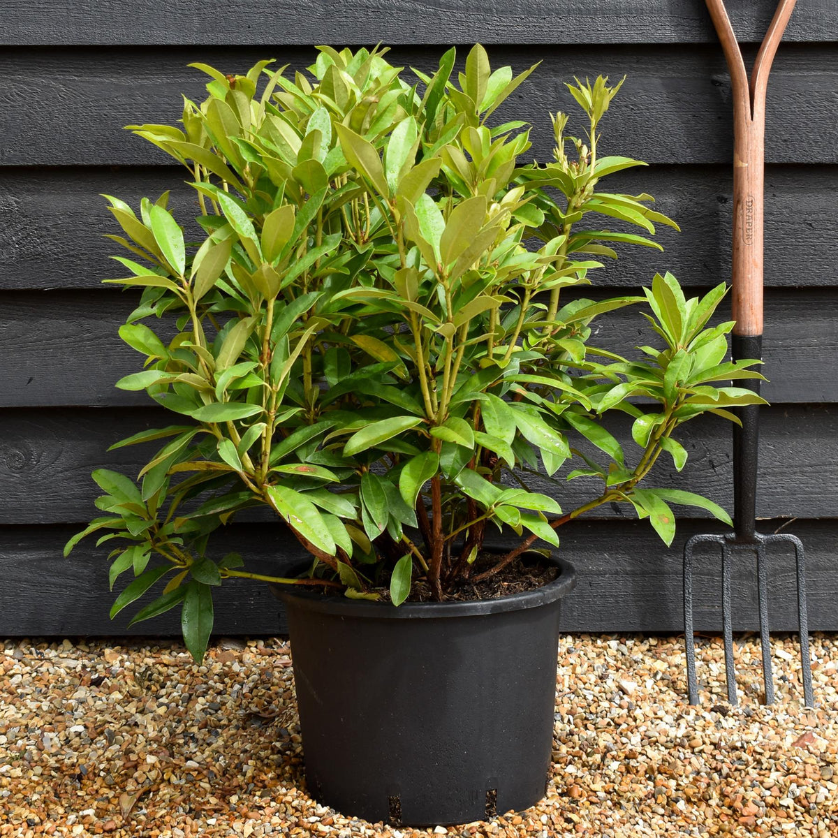 Rhododendron 'Anna Kruschke' - Shrub - Height 60-70cm - 20lt