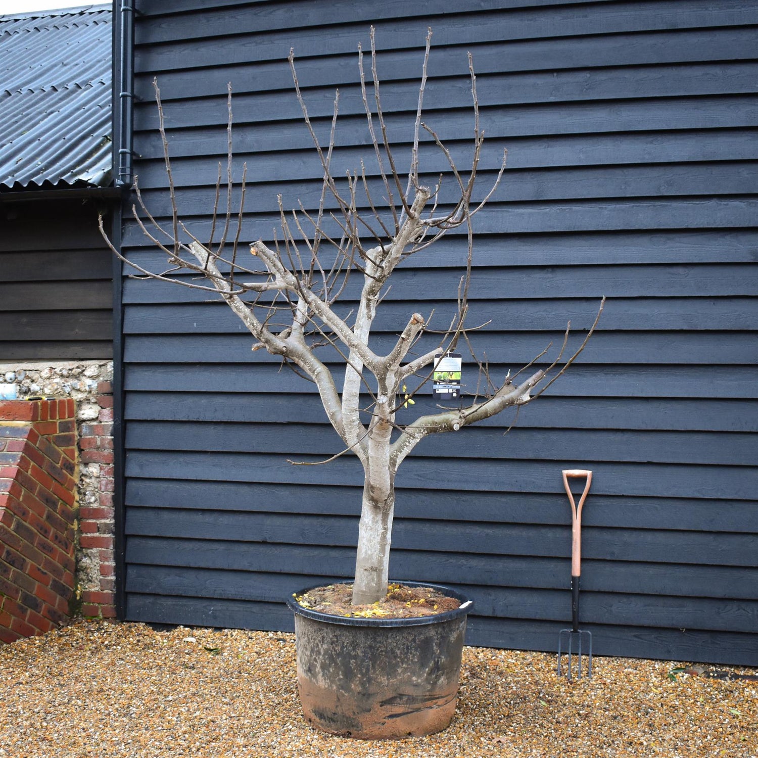 Fig - Ficus carica Specimen Tree 1A  - Clear Stem 40cm - Girth 38-40cm - Height 220-230cm - 160lt