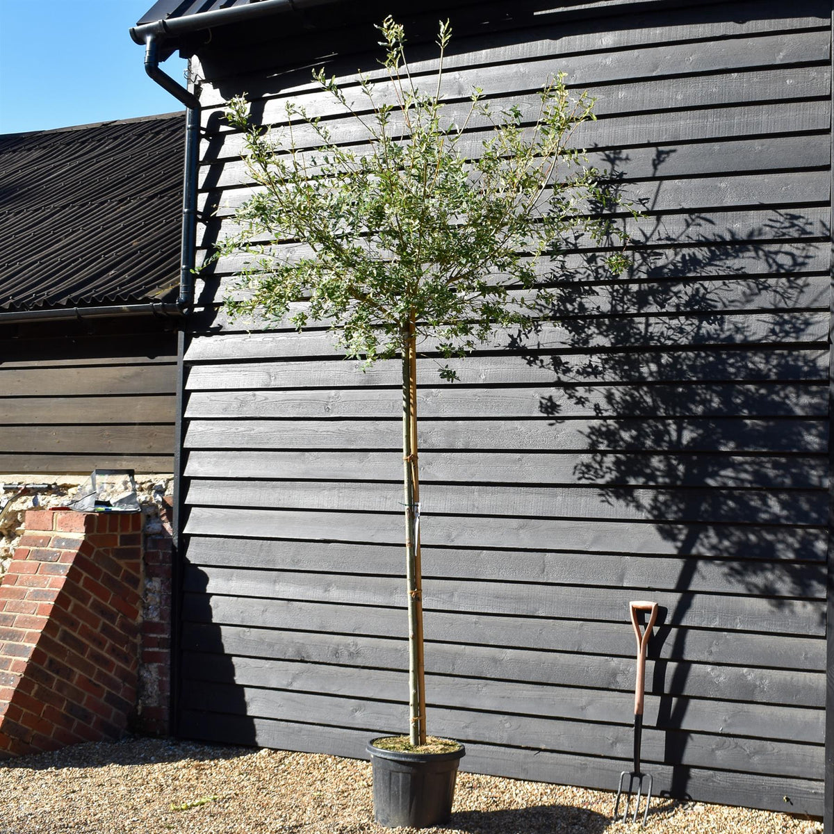 Salix integra 'Hakuro-nishiki' | Dappled Willow - Standard - Clear Stem 180cm - Girth 8-10cm - Height 280-300cm - 35lt