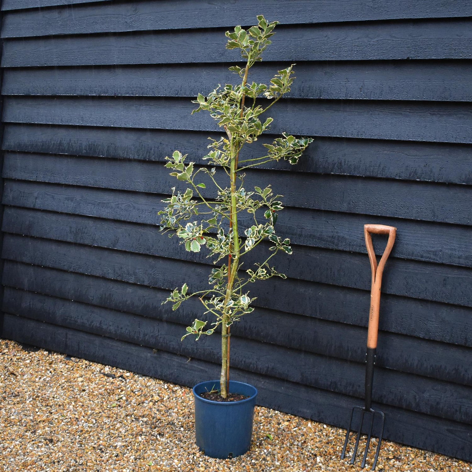 Ilex Aquifolium 'Argentea Marginata' | Silver-Margined Holly - 140-180cm, 10lt