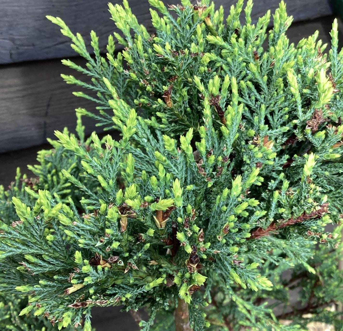 Cupressocyparis 'Castlewellan Gold' - PonPon - 10lt