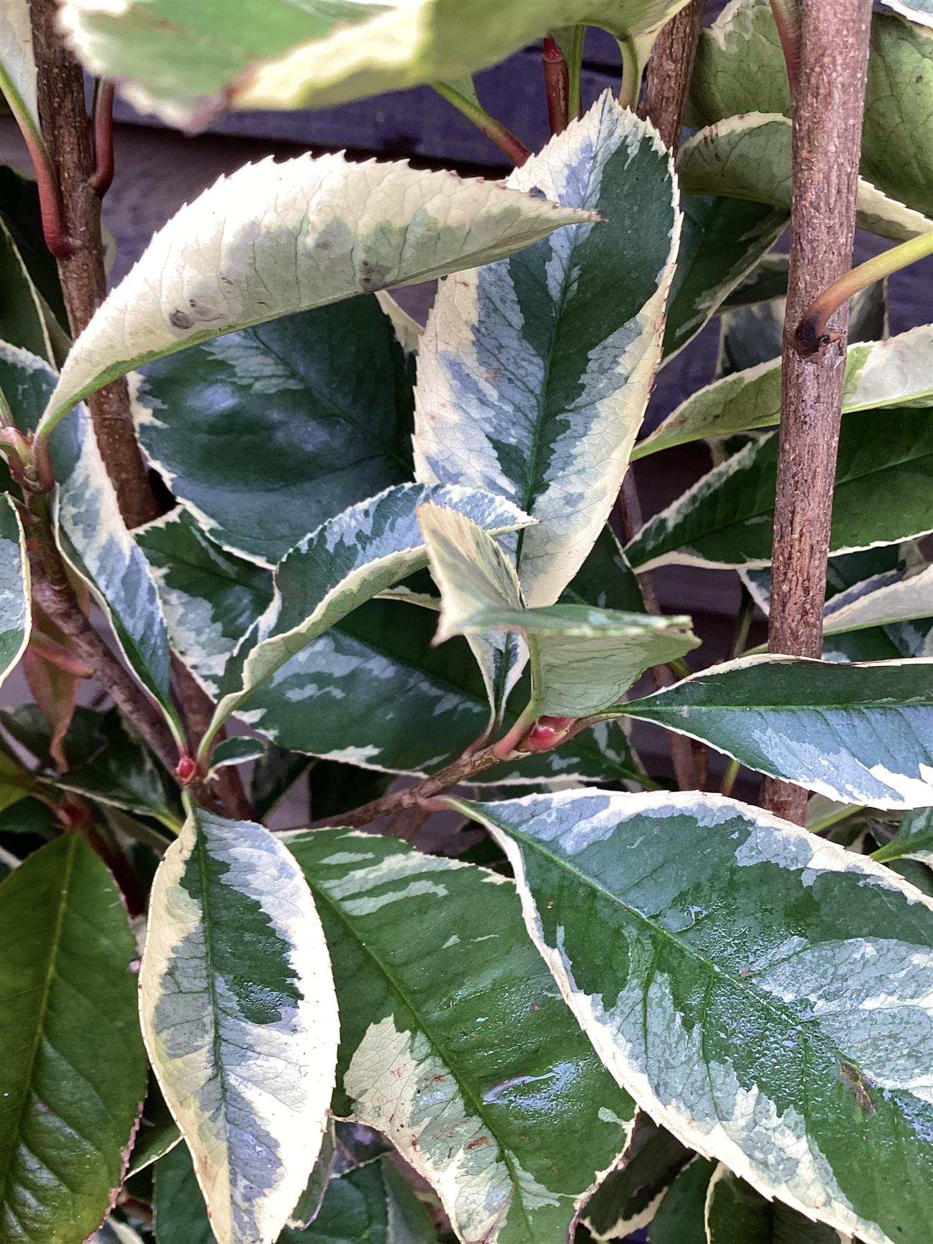 Photinia fraseri Pink Marble ('Cassini') - Metal Frame/Espalier - Height  120cm Width 80cm - 30lt