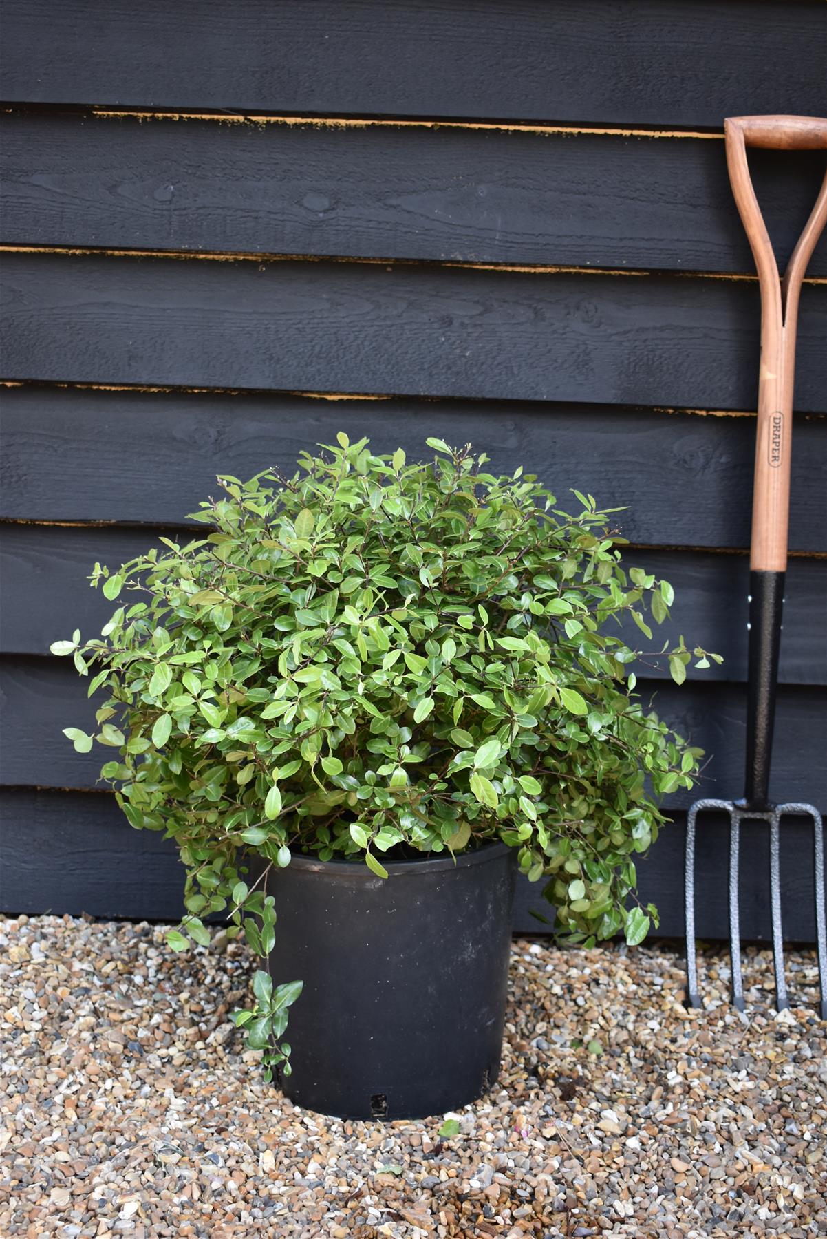 Pittosporum tenuifolium 'Golf Ball' - 30-40cm - 12lt