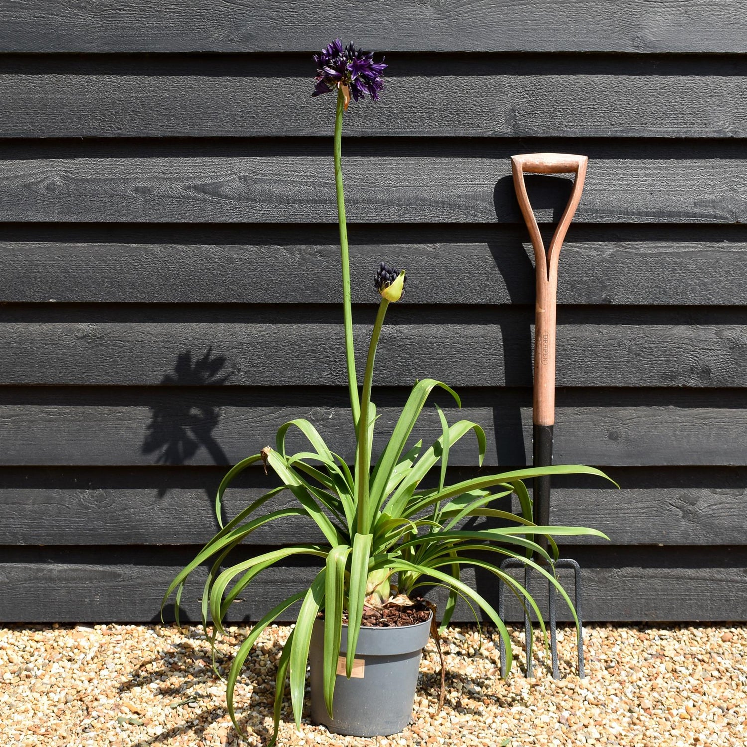 Agapanthus "Black Jack" | African Lily - Height 60-80cm - 5lt