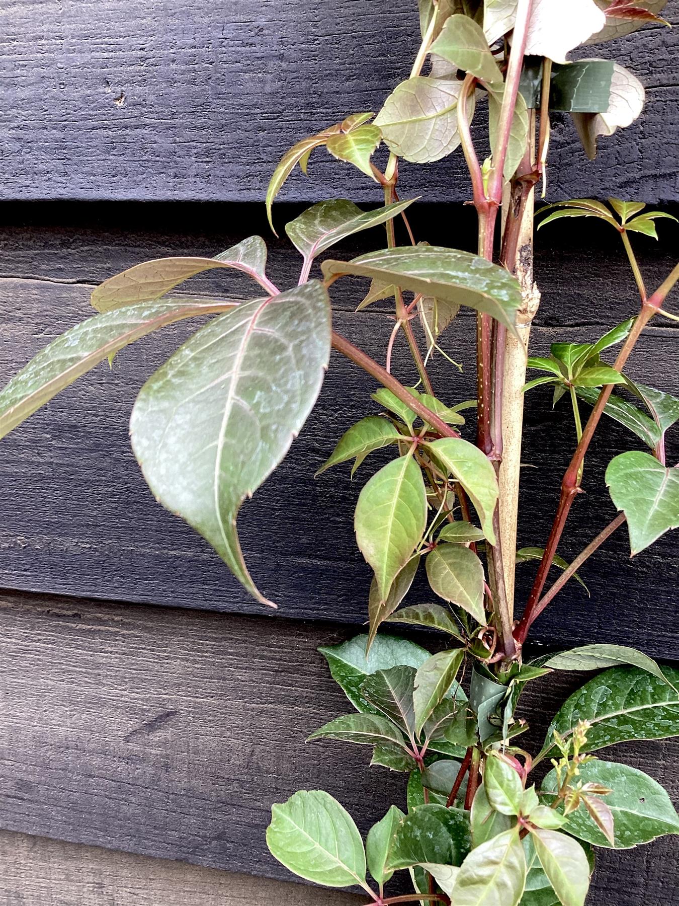 Parthenocissus henryana - 50-60cm - 3lt