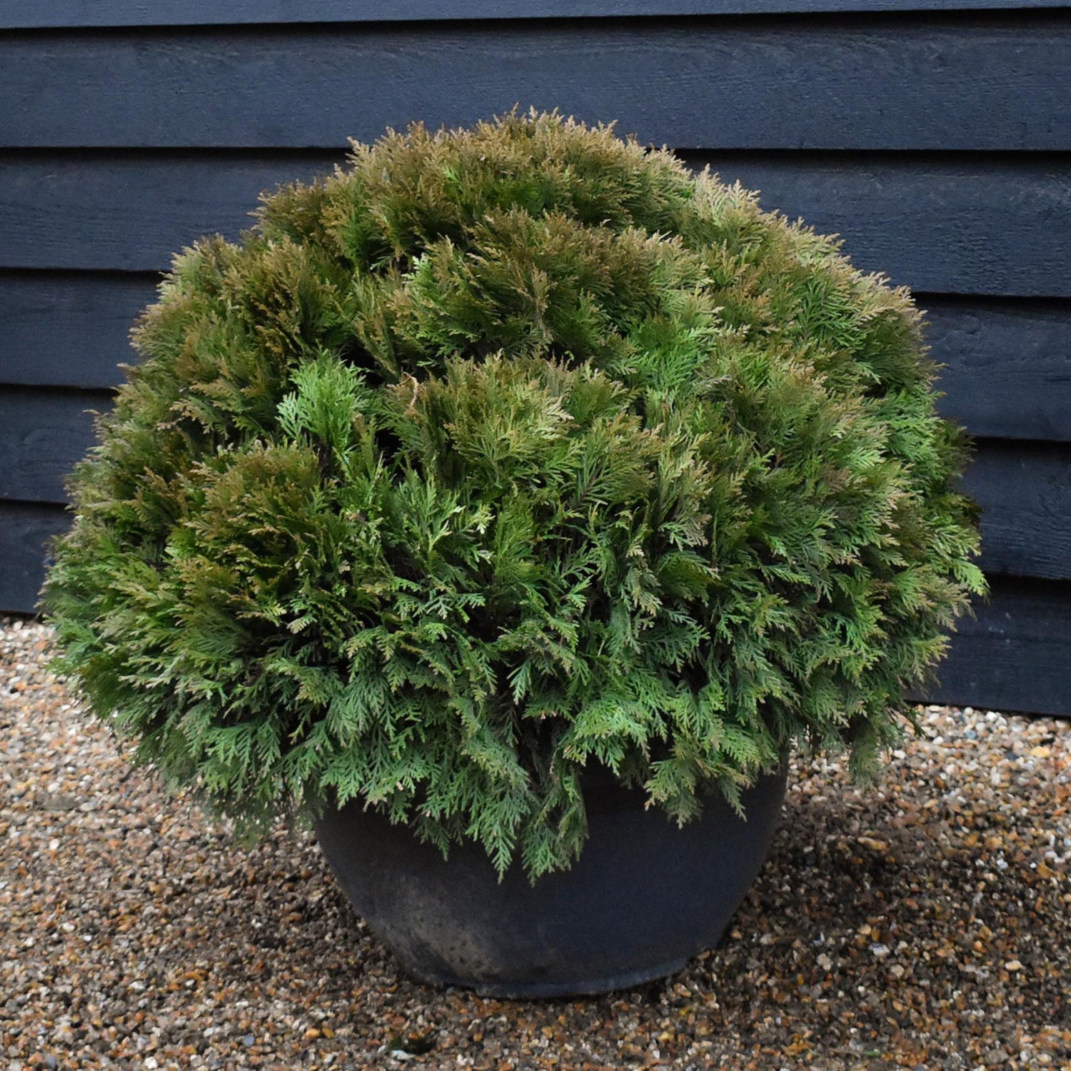 Thuja occidentalis Danica | White Cedar 'Danica' - Bowl - Height 50cm Width 80cm - 50lt
