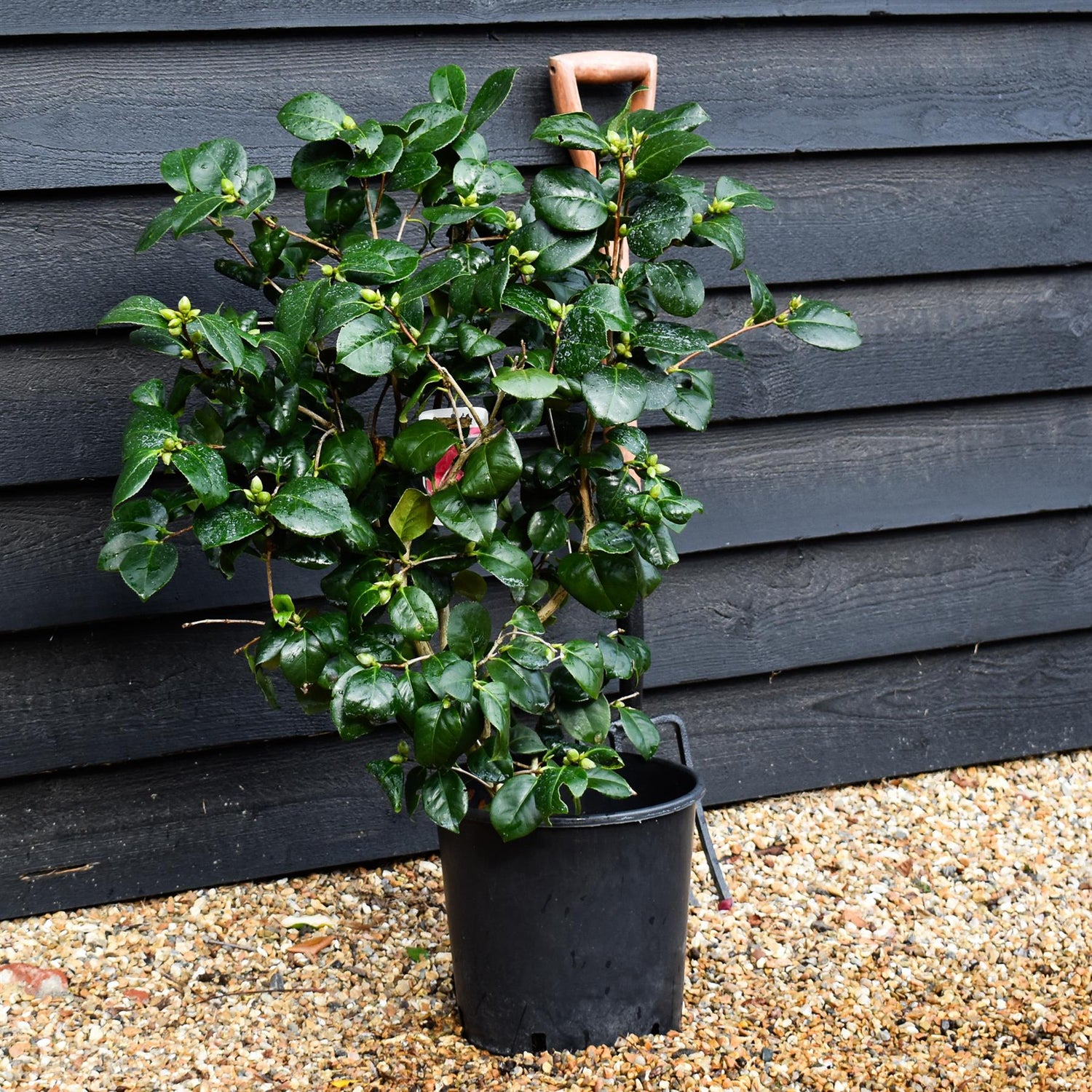 Camellia Lady Campbell -  60-70cm - 12lt