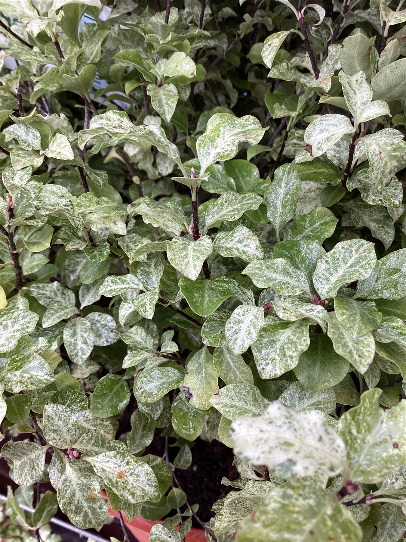 Pittosporum Irene Paterson - 30cm - 7lt