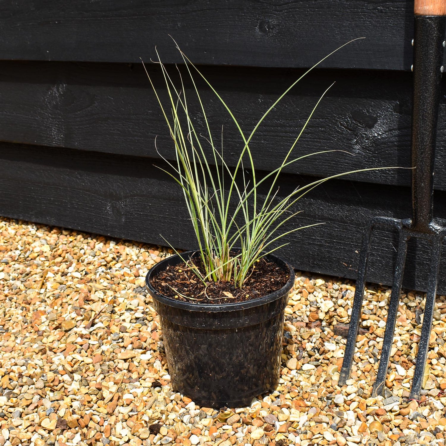 Miscanthus sinensis | Ornamental grass 'Morning Light' - 3lt
