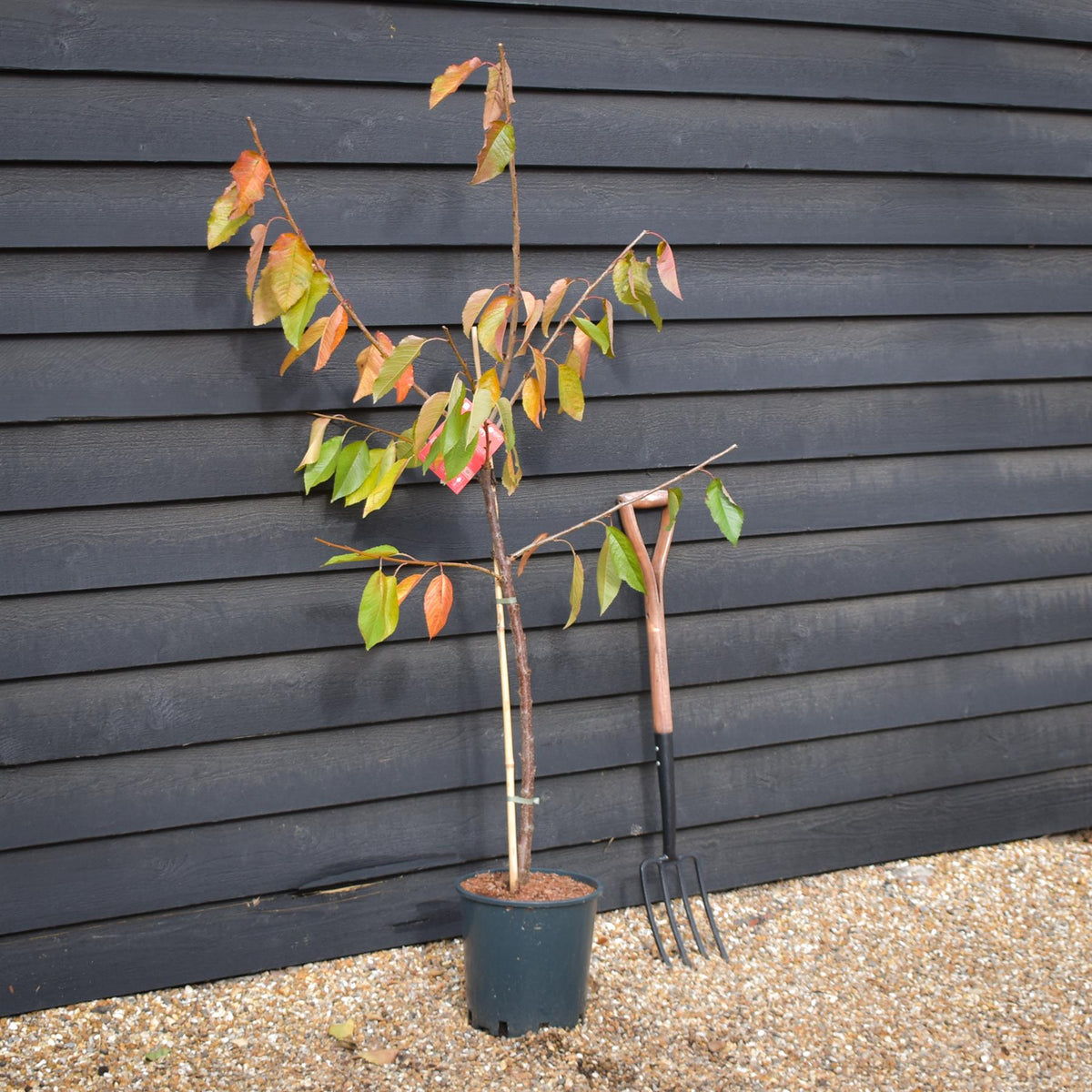 Cherry 'Sunburst' on Gisela | Prunus Avium - Dwarfing - Height 140-160cm -12lt