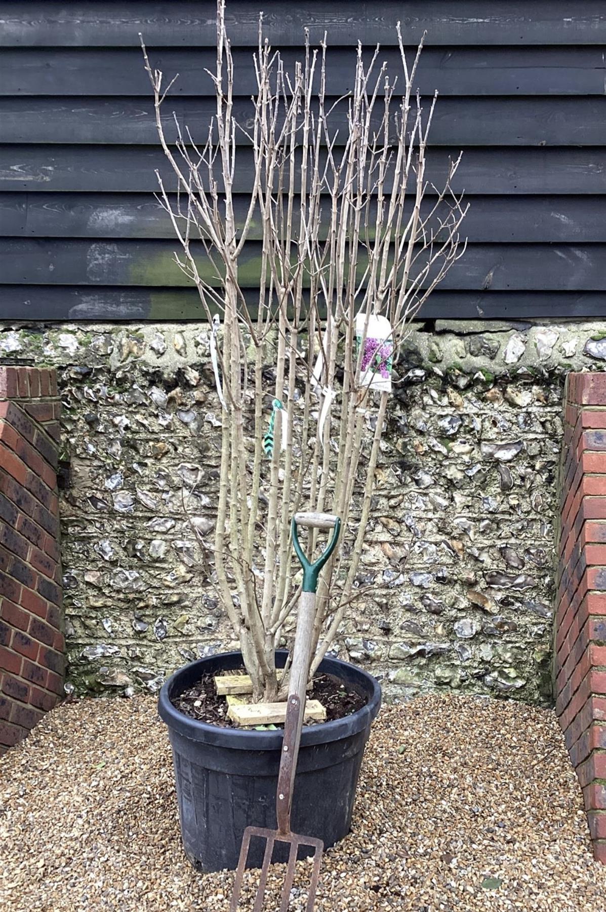 Lilac 'Charles Joly' | Syringa Vulgaris - 180-200cm - 90lt