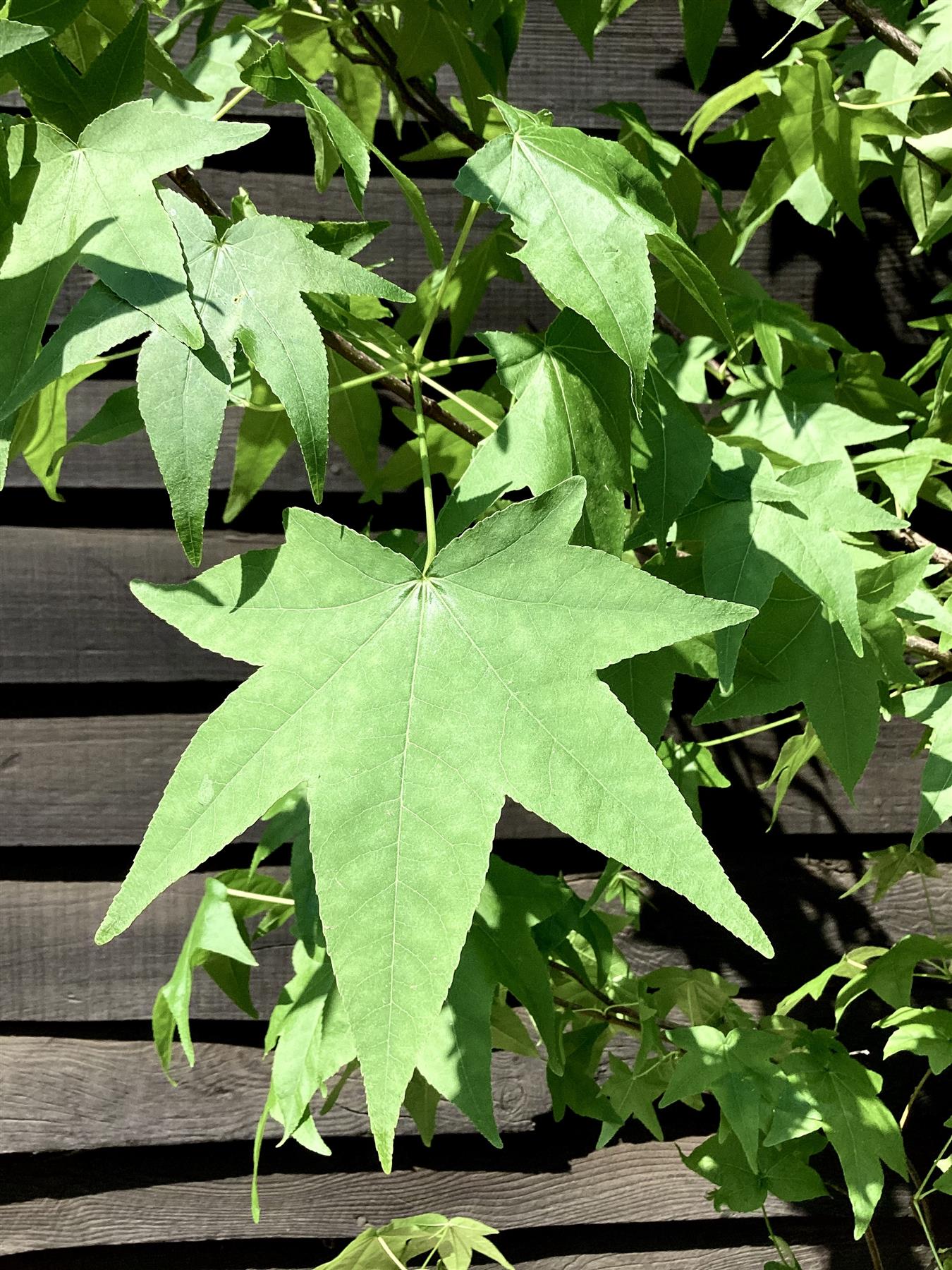 Liquidambar styraciflua | Sweet Gum Tree - Girth 08-10cm - 200-220cm - 18lt