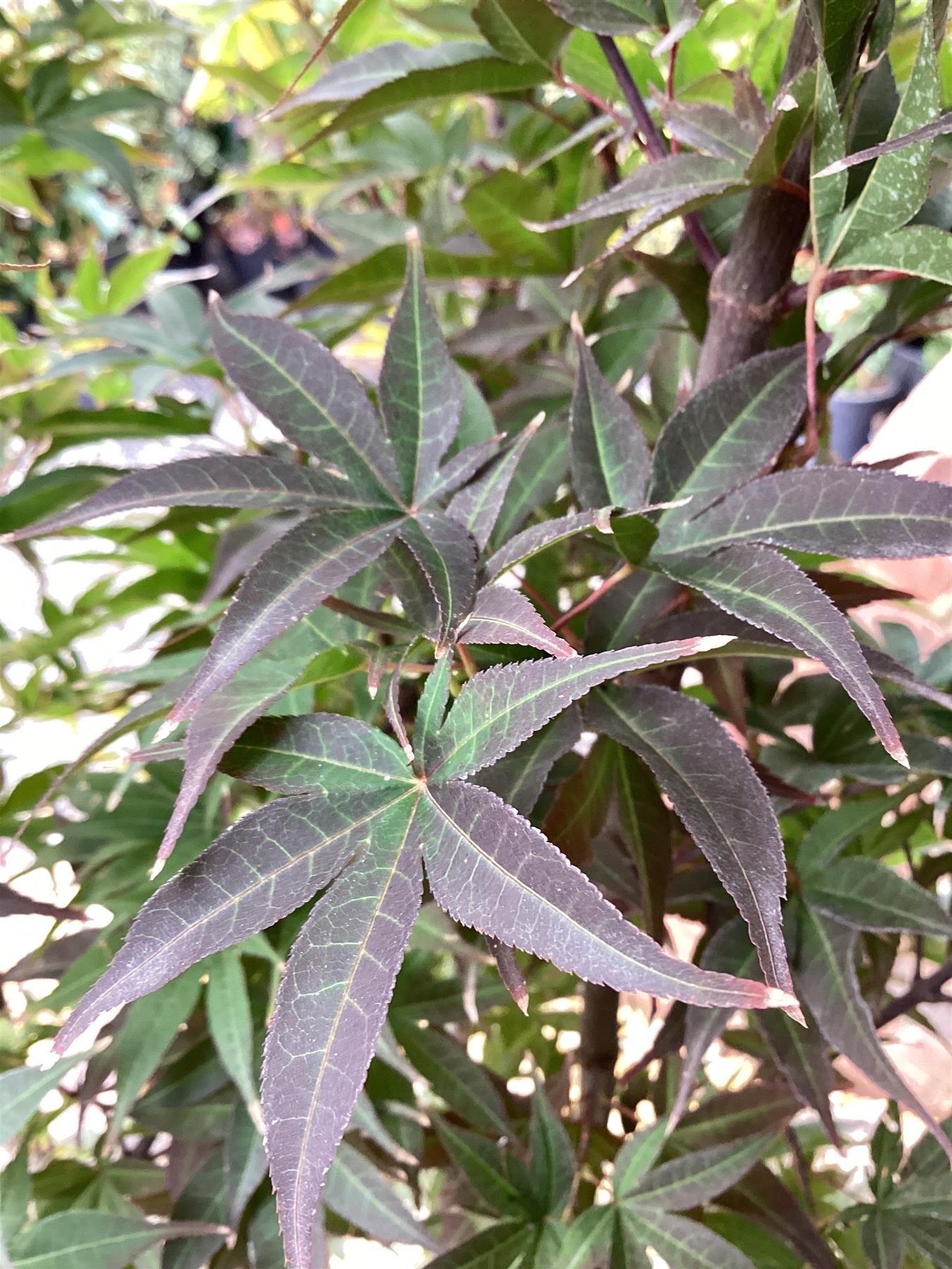 Acer palmatum 'Twombly's Red Sentinel' | Red Sentinel Japanese Maple - 220-230cm, 35lt