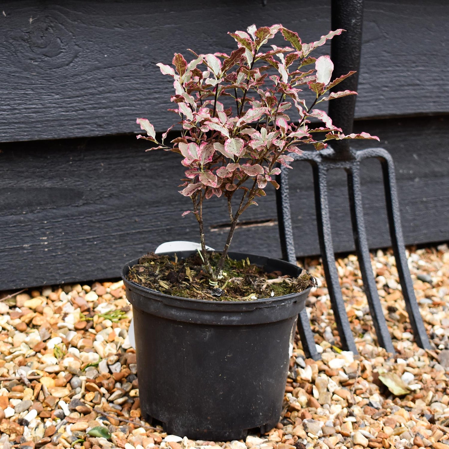 Pittosporum tenuifolium 'Elizabeth' -  Height 25-35cm - 2lt