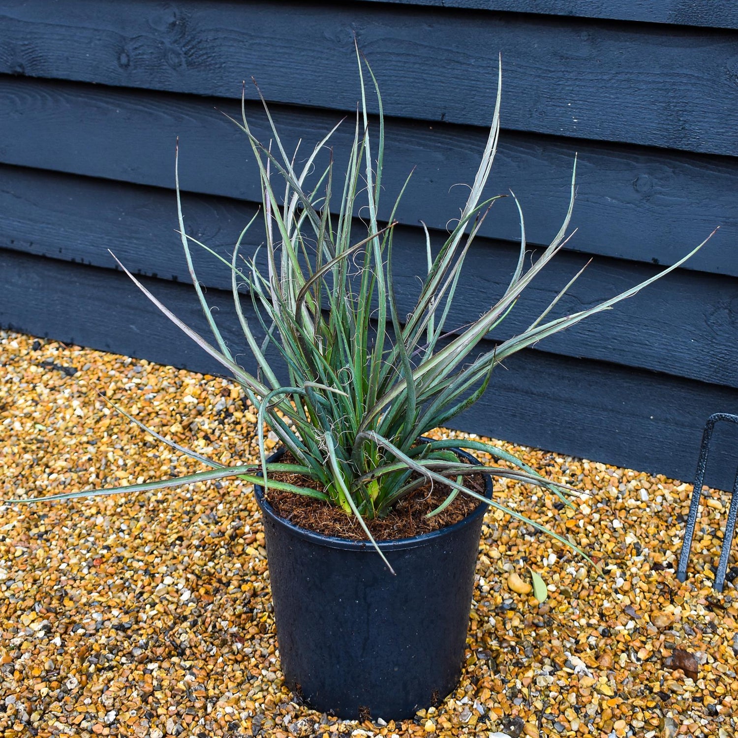 Hesperaloe parviflora | Redflower false yucca - Height 30-40cm - 10lt