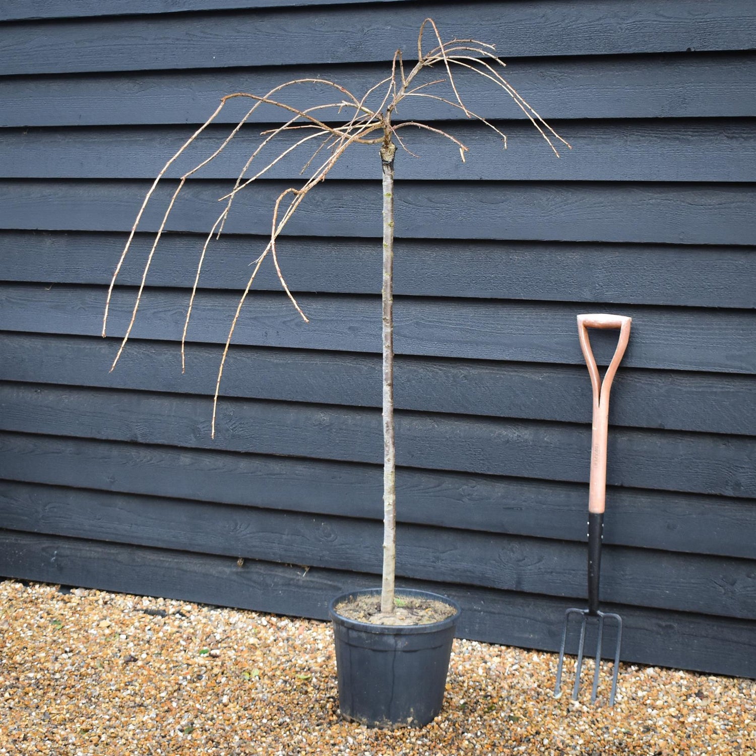 Prunus subhirtella Pendula Rosea 1/2 Standard | Single Pink Weeping Cherry - Clear Stem - Height 120-140cm - 18lt