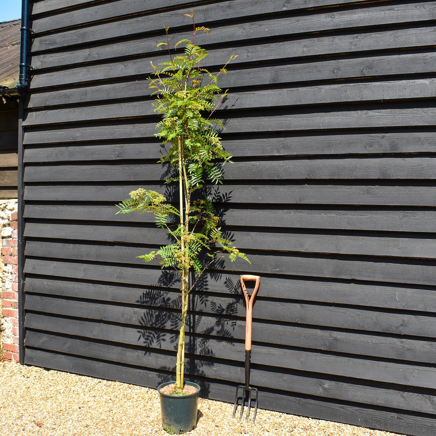 Sorbus vilmorinii | Vilmorin's Rowan - Height 170-200cm, 10lt