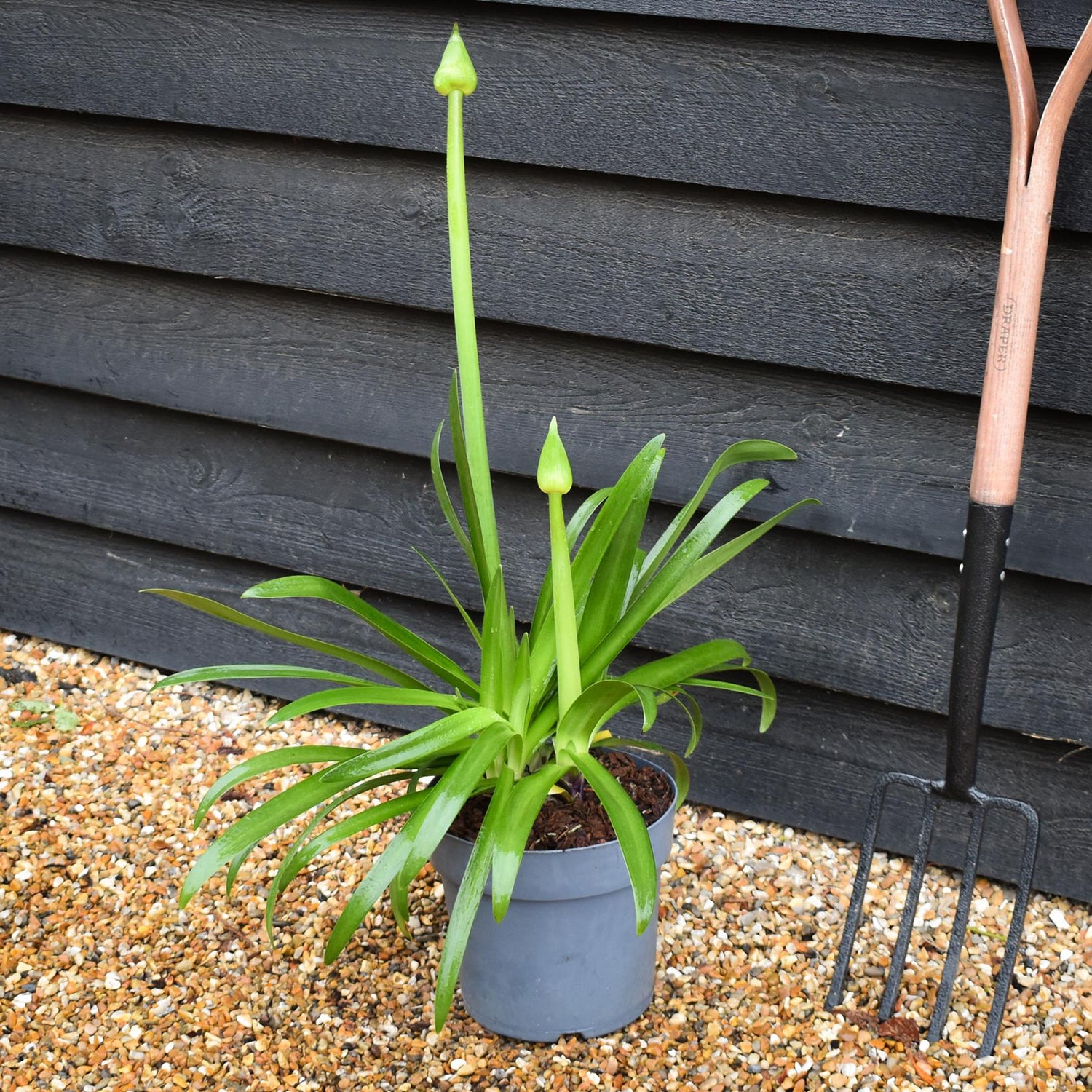 Agapanthus 'Midnight Moon' - Height 50-70cm -5lt