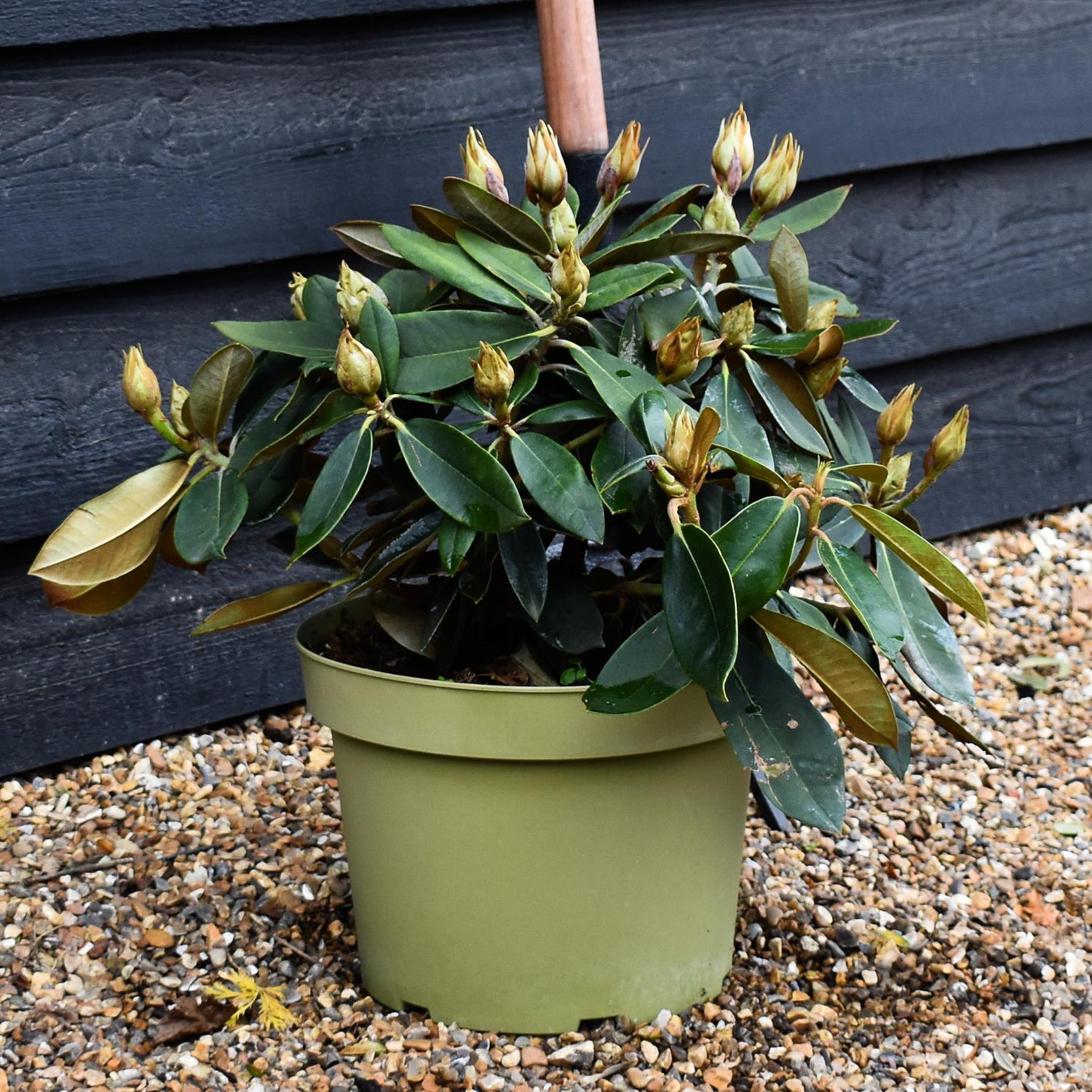 Rhododendron Yakushimanum 'Vollblut' - Shrub - Height 30-40cm - 20lt