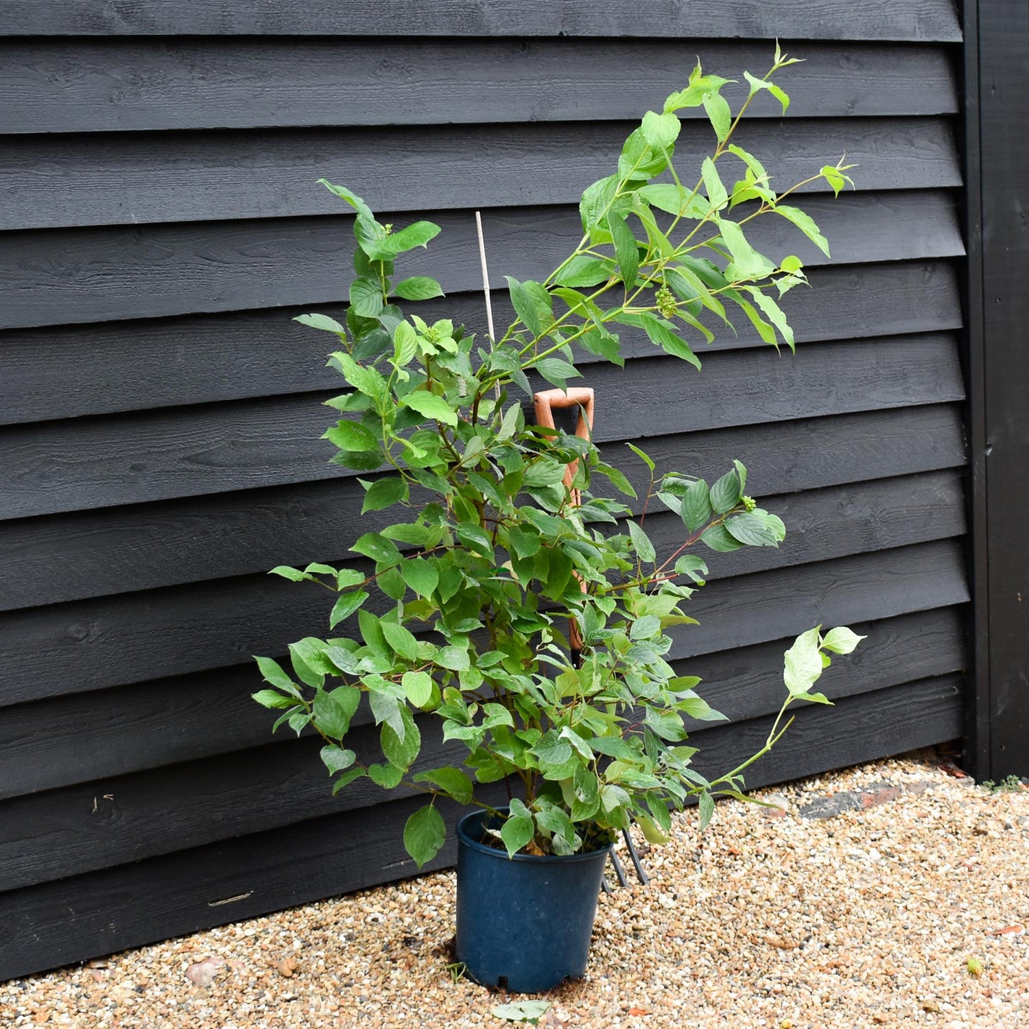Cornus alba 'Sibirica' | Siberian Dogwood - 65-75cm - 12lt