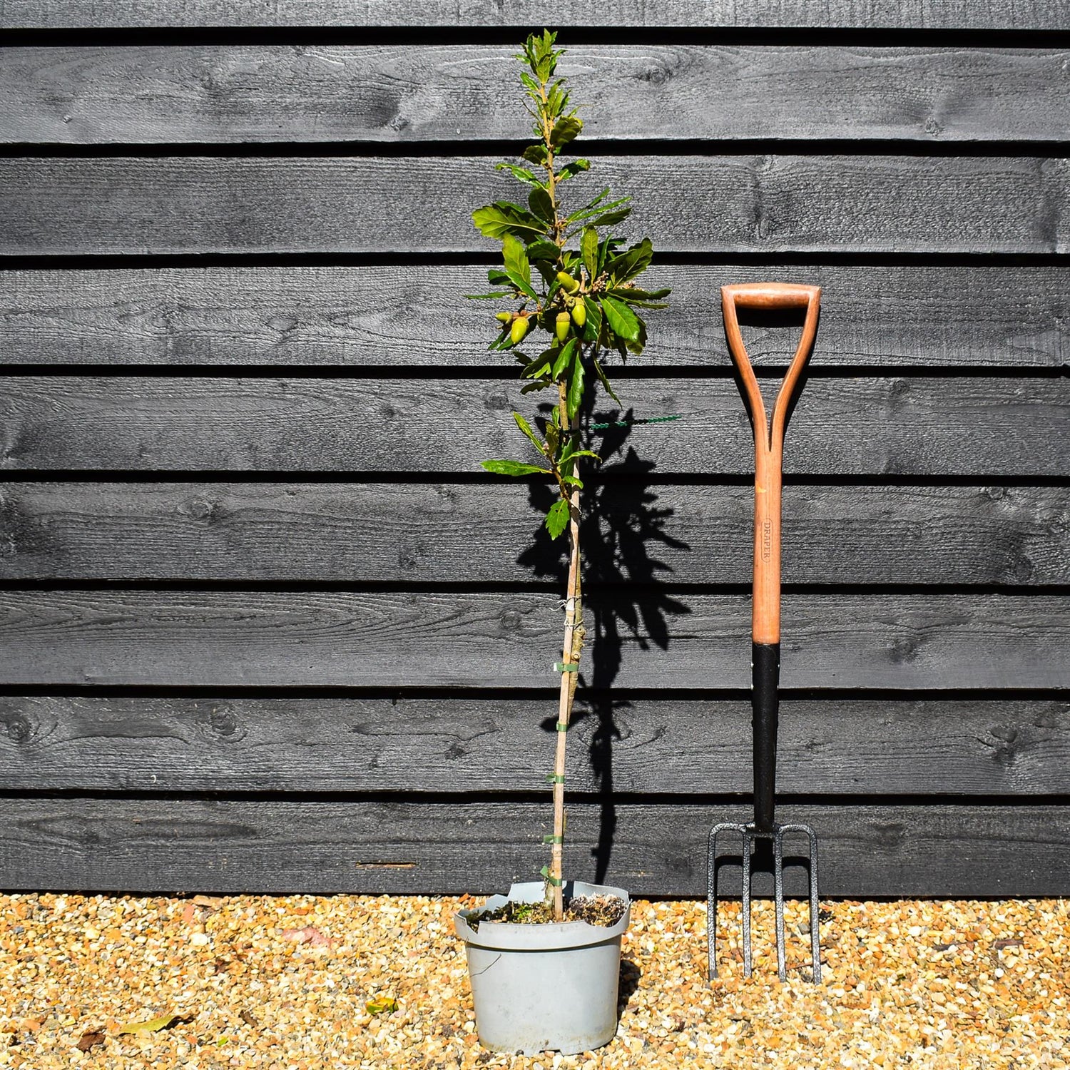 Turners Oak | Quercus turneri 'Pseudoturneri' - Height 60-80cm - Pot Grown - 5-10lt
