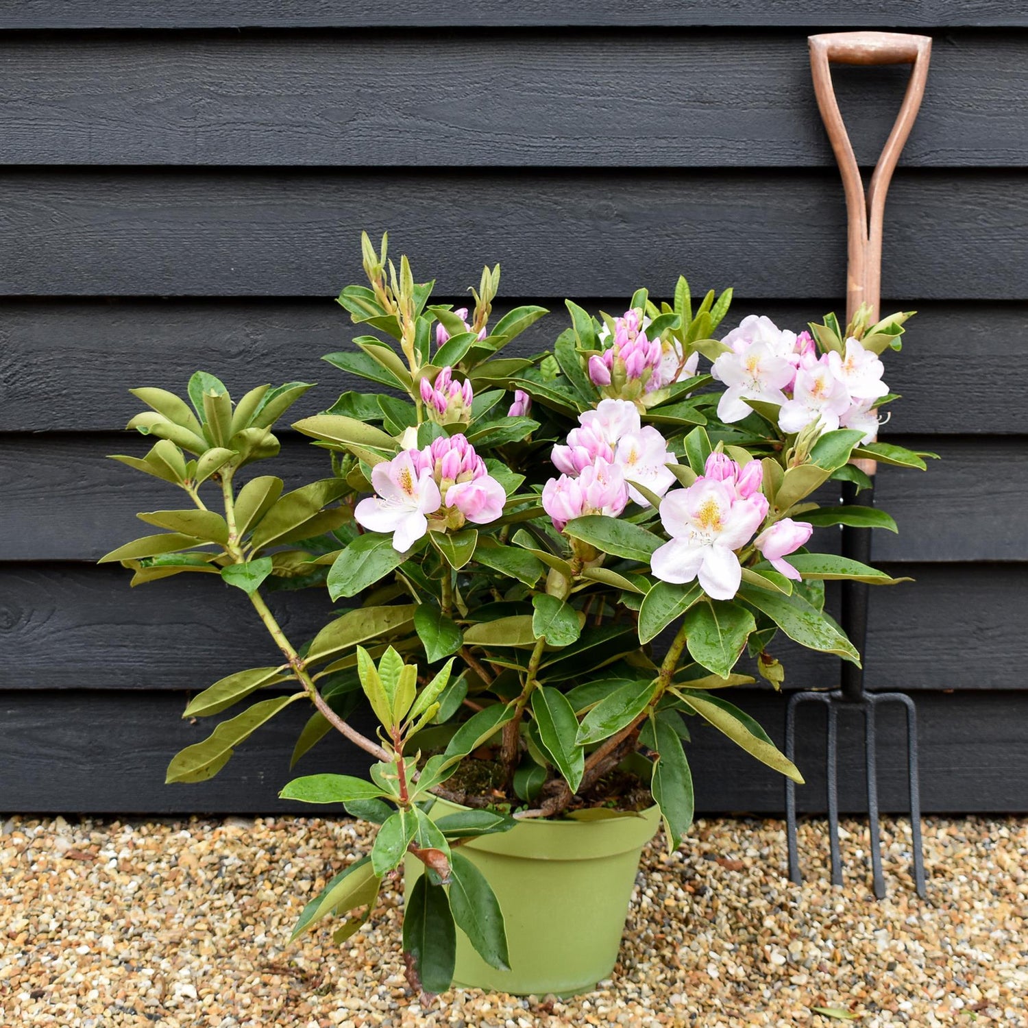 Rhododendron 'Gomer Waterer' - Shrub - Height 50-60cm - 20lt