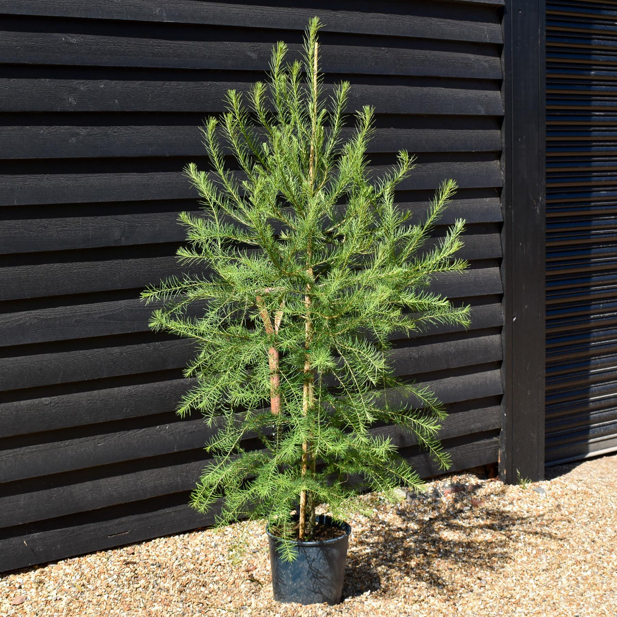Larix decidua - European Larch - Height 90-120cm - 12lt