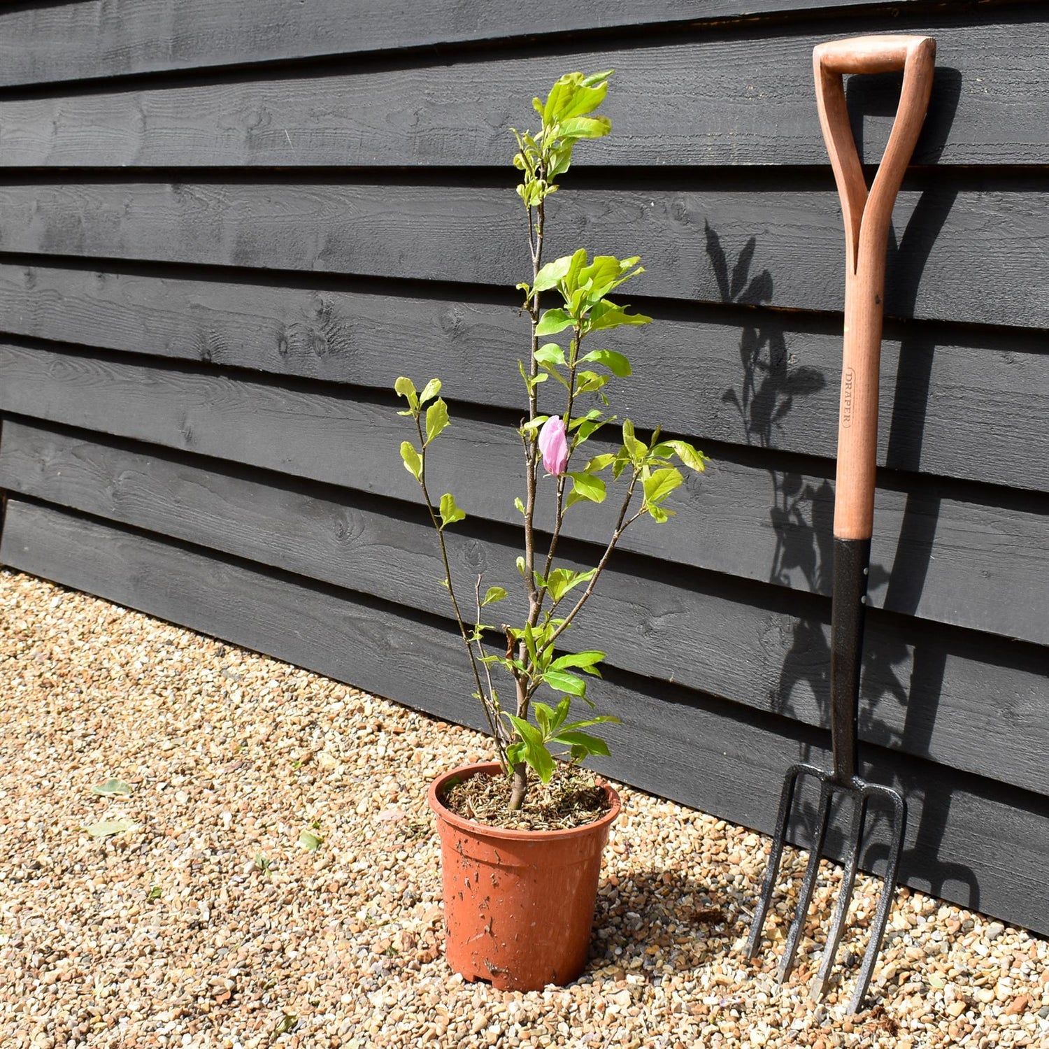 Magnolia Susan - Bush - Height 90-100cm - 5lt