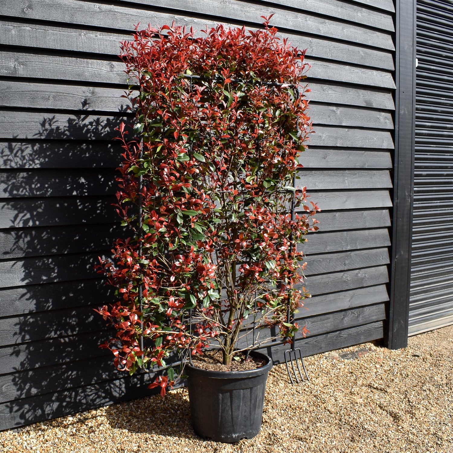 Photinia x fraseri Red Robin - Compacta -Metal Frame/Espalier 150cm x 100cm - Height 180cm - 55lt