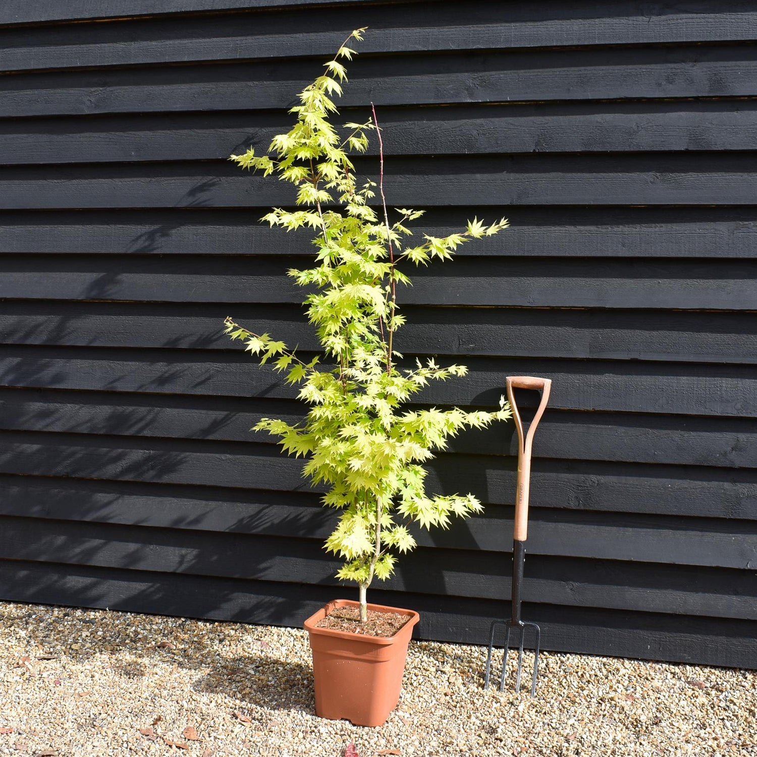 Acer palmatum 'Jordan' | Japanese maple 'Jordan' - Narrow - 140-150cm - 18-20lt