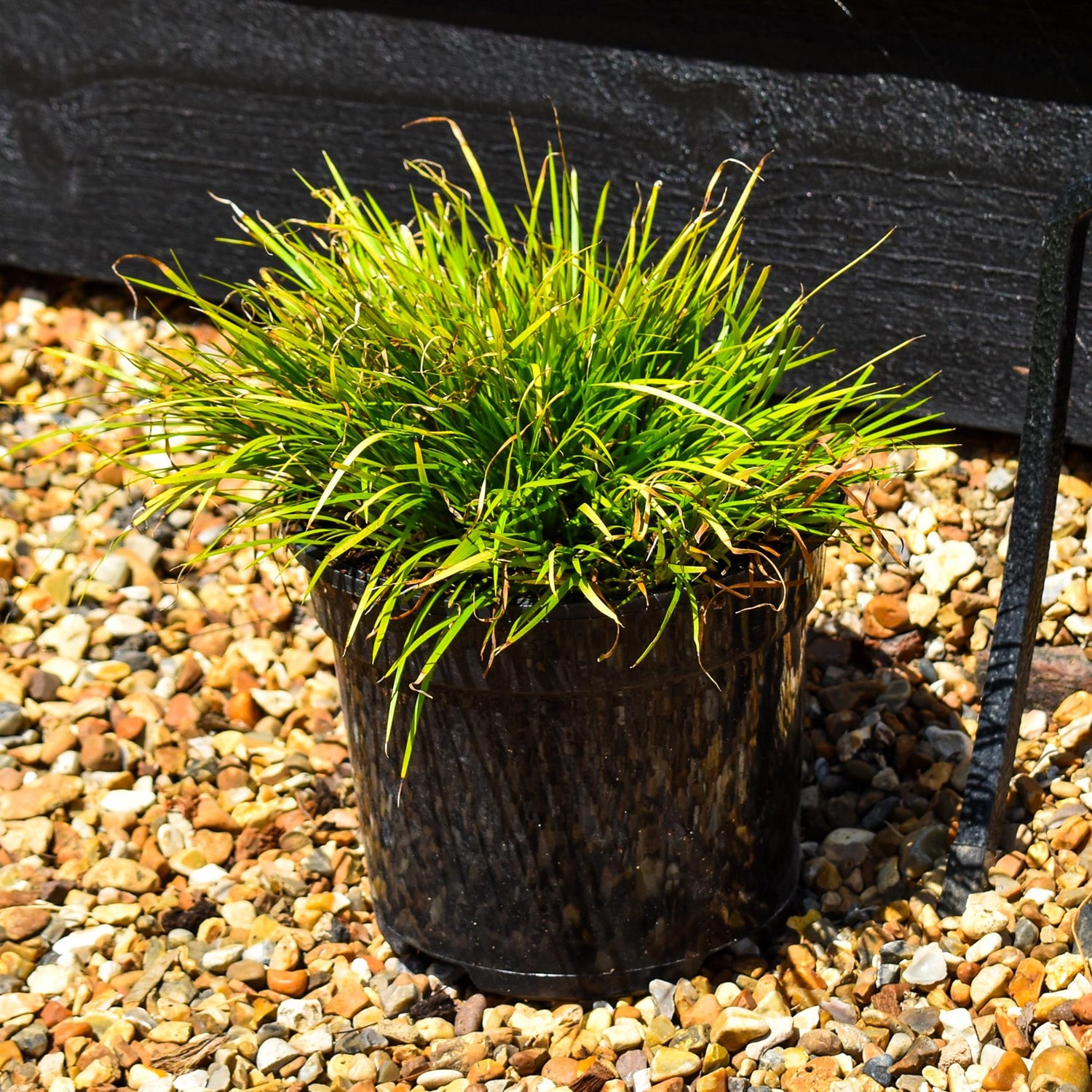 Hakonechloa macra 'Aureola' - Grass - Height 15-20cm - 2lt