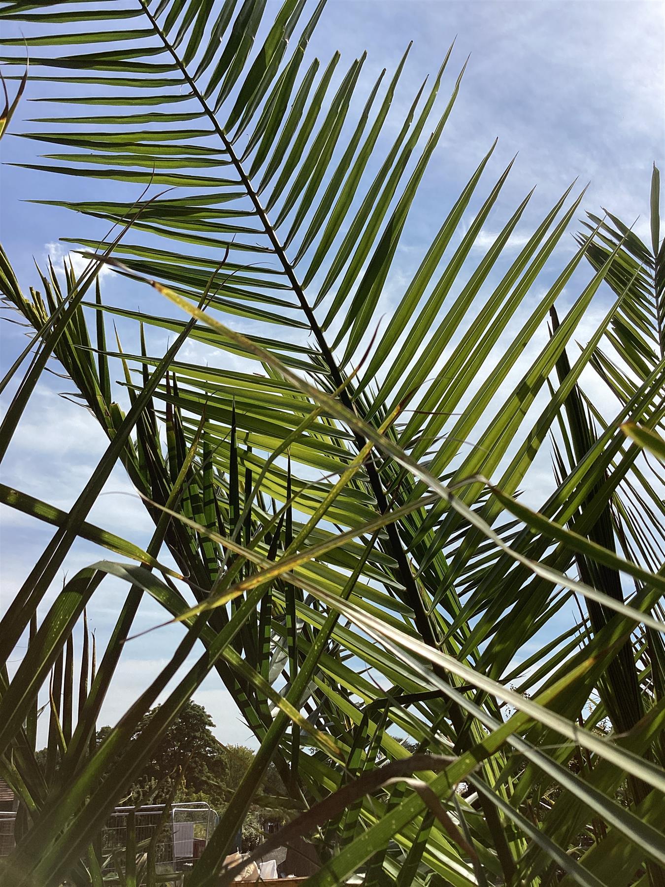 Phoenix canariensis | Canary Island Date Palm - 150-170cm, 70lt