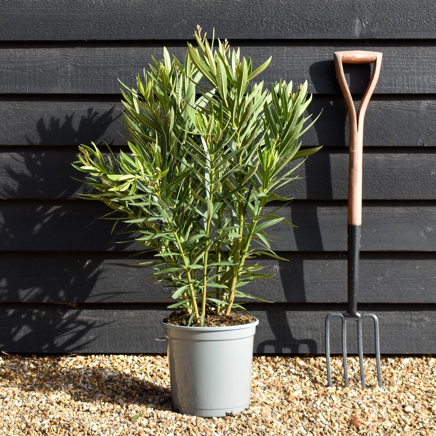 Nerium oleander - Nerium oleander - Bushy - Pink - Height 60-80cm - 10lt