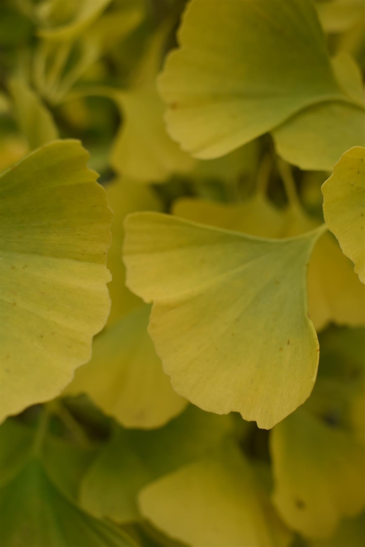 Ginkgo biloba 'Mariken' | Maidenhair Tree- Half Standard - Clear Stem 60cm - Height 90-100cm - 15lt